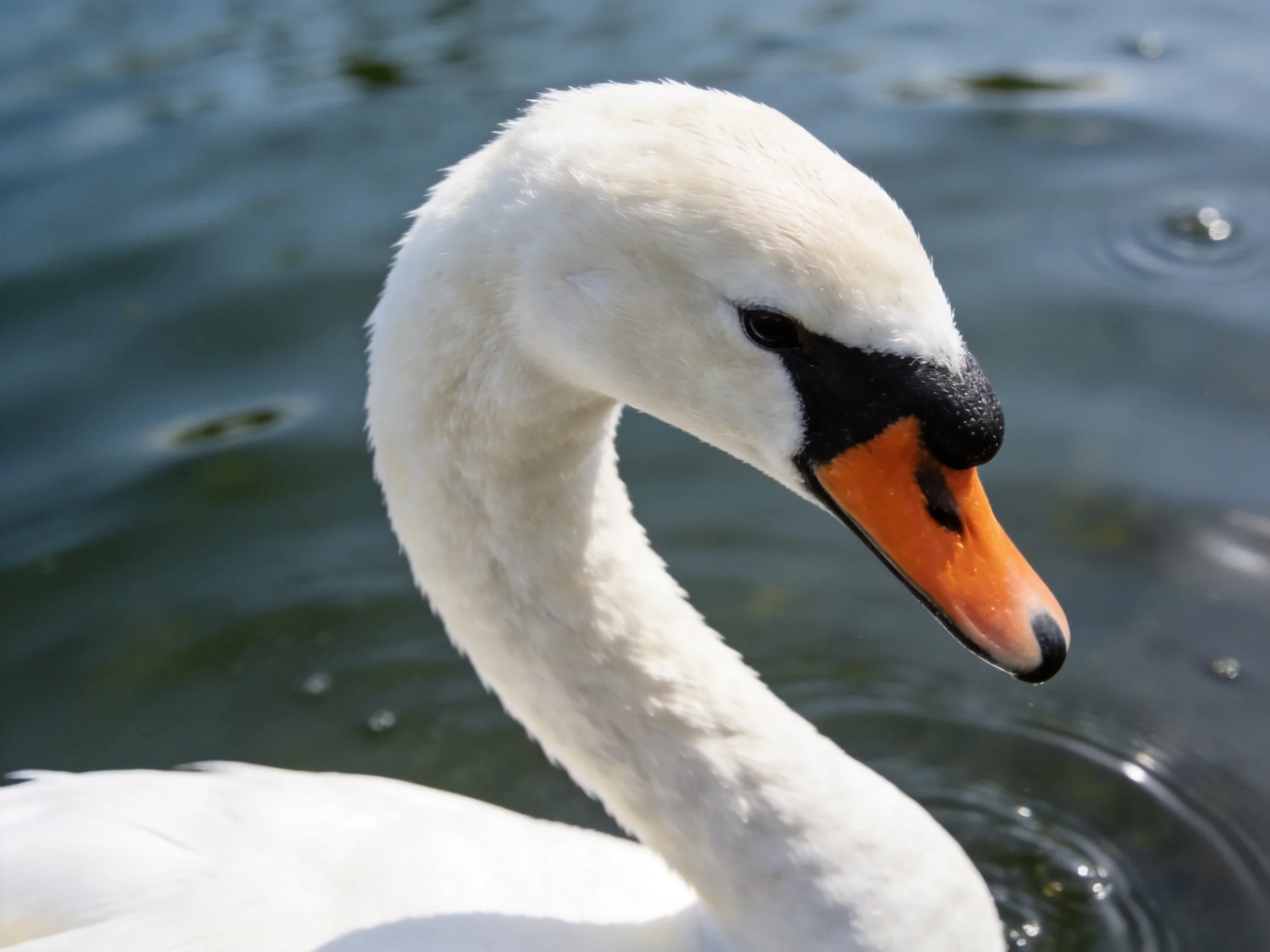 Close-up of a white swan with an orange beak in rippled water.