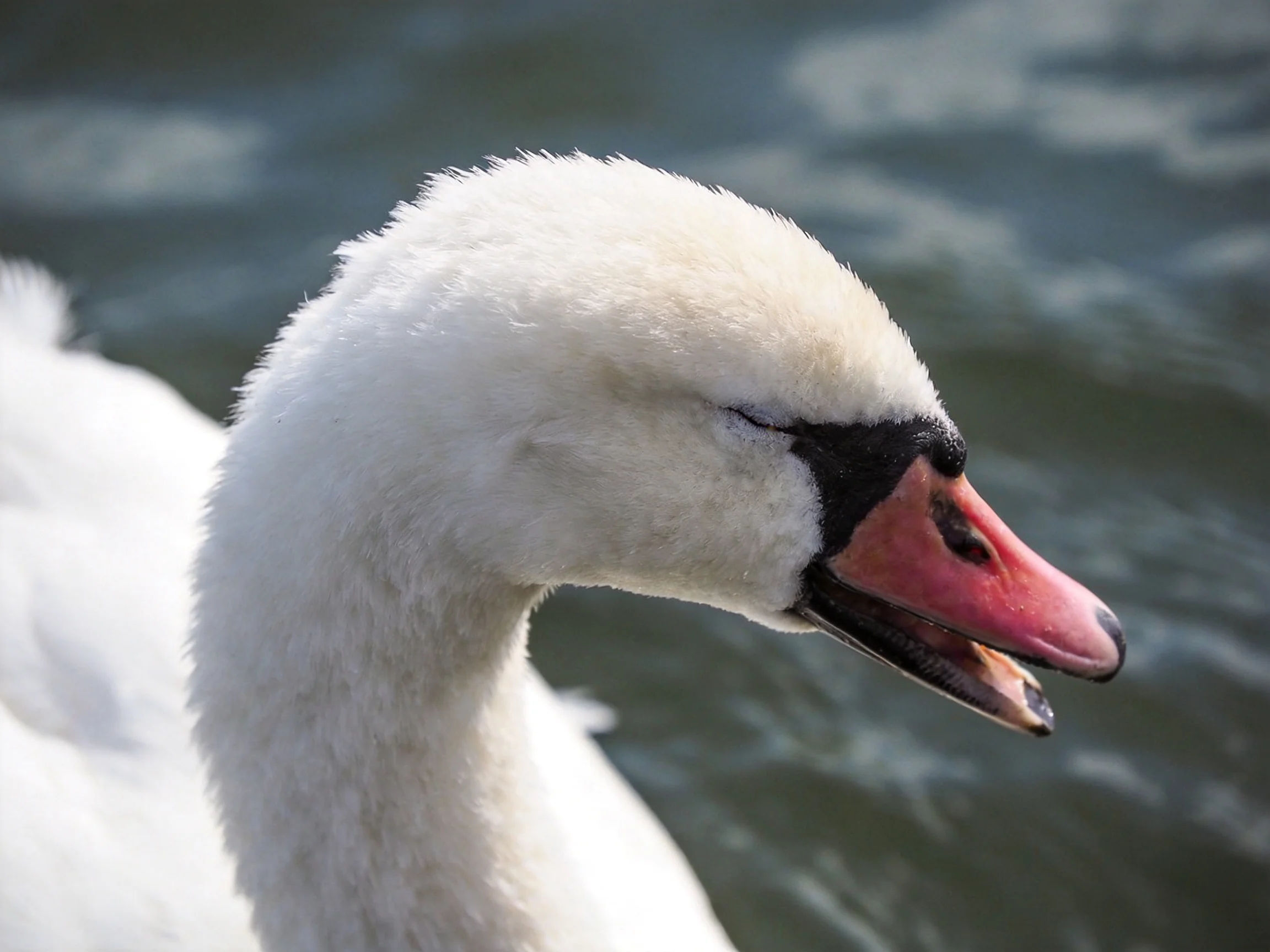 Close-up of a white swan with pink beak near water