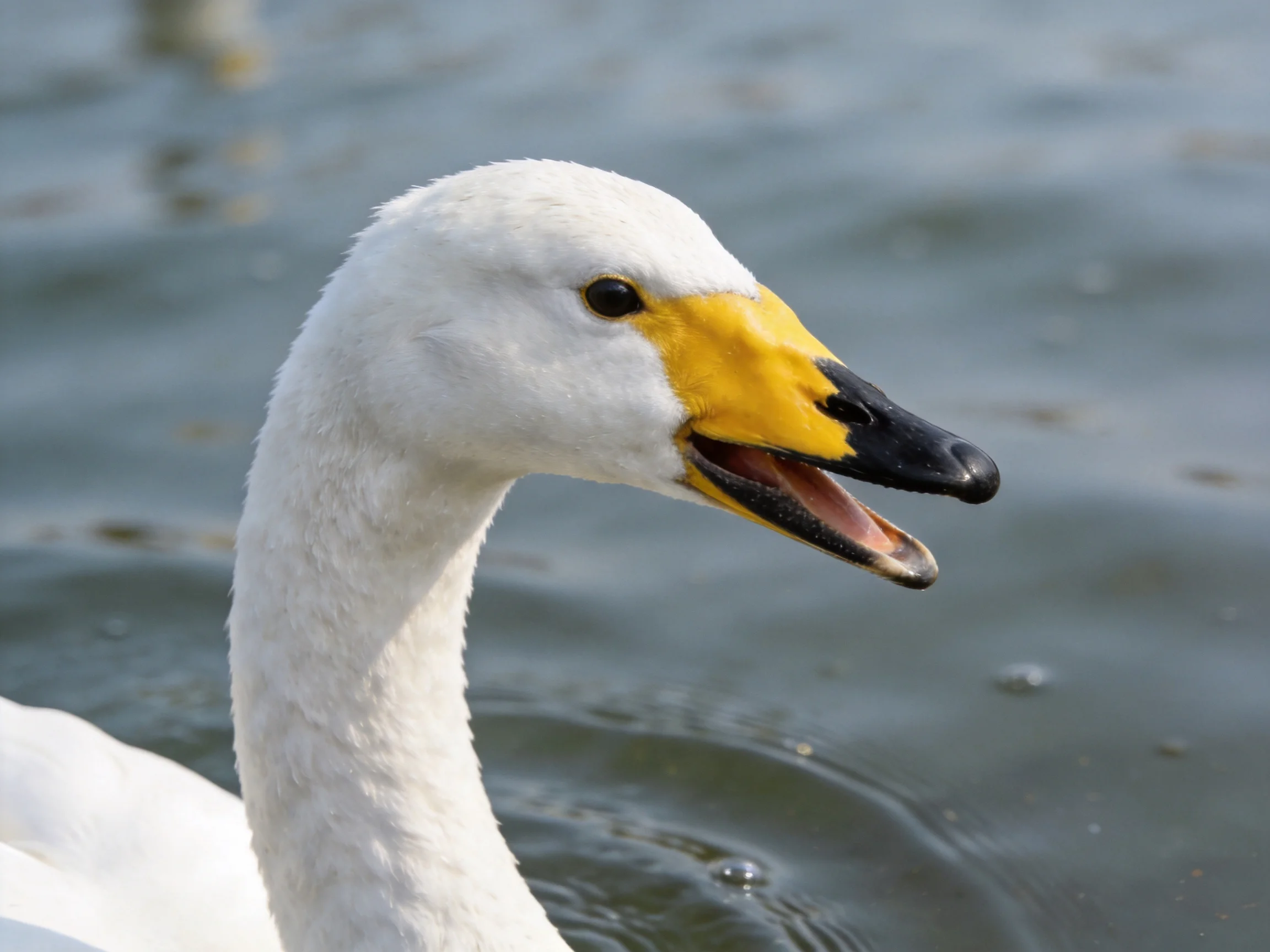 A white swan with a yellow beak is shown near water.