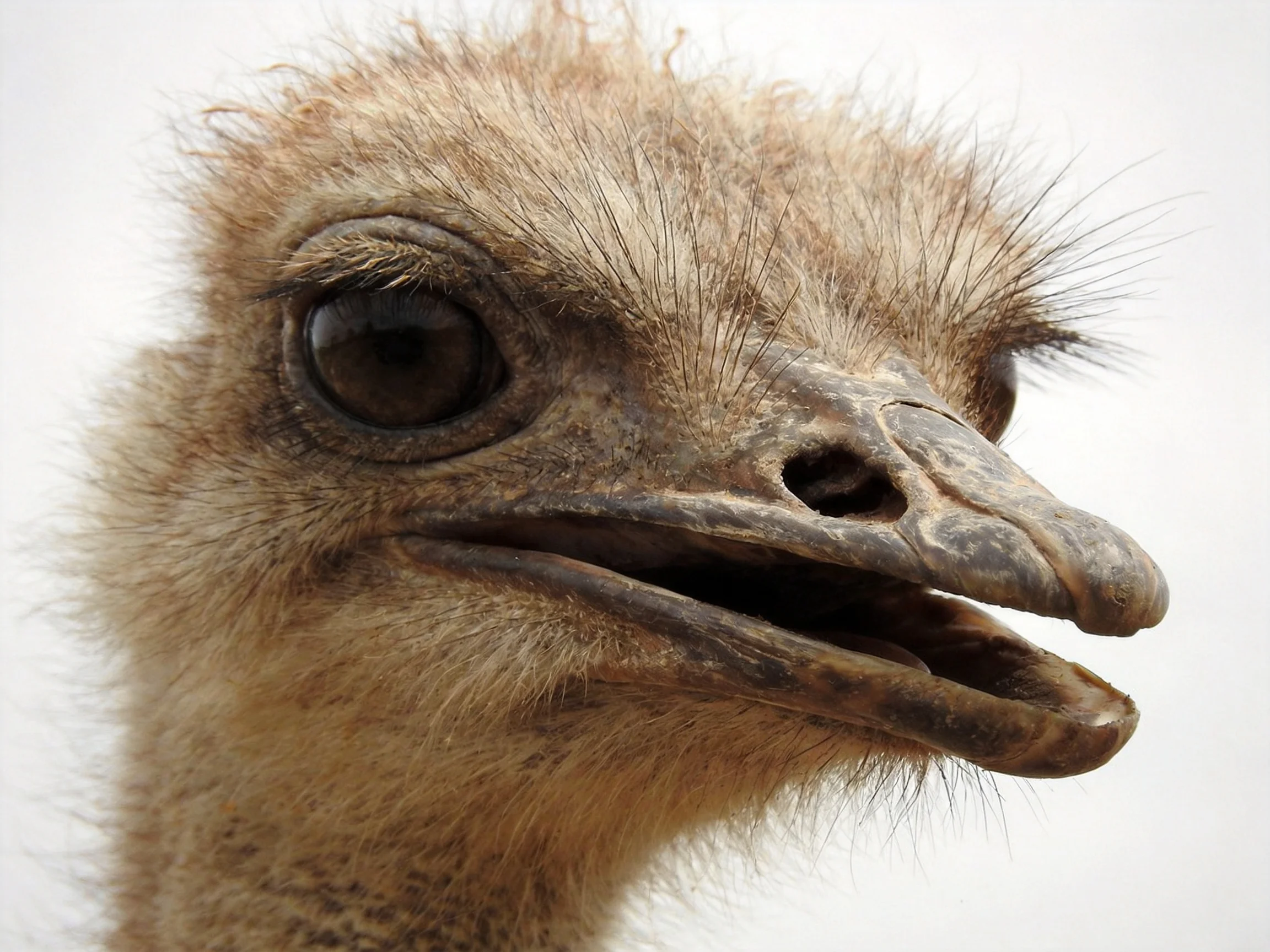 Close-up of a young ostrich chick with soft brown plumage