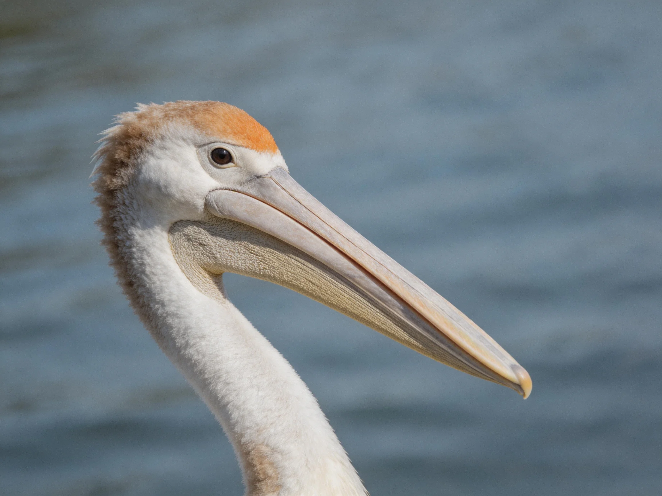 Close-up of a young pelican with orange crown and large beak near water