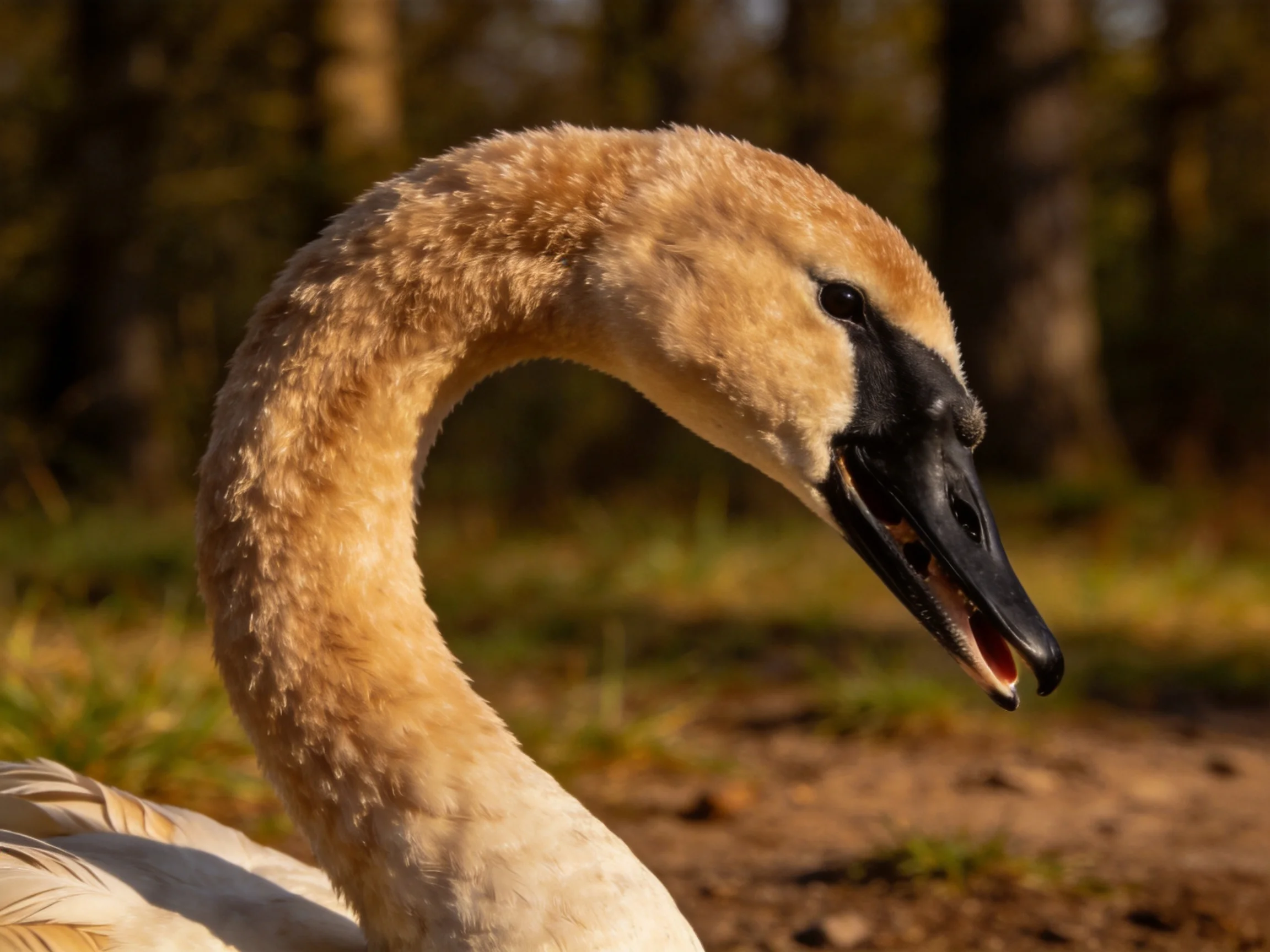 A close-up of a young swan with tan feathers and black beak near trees.