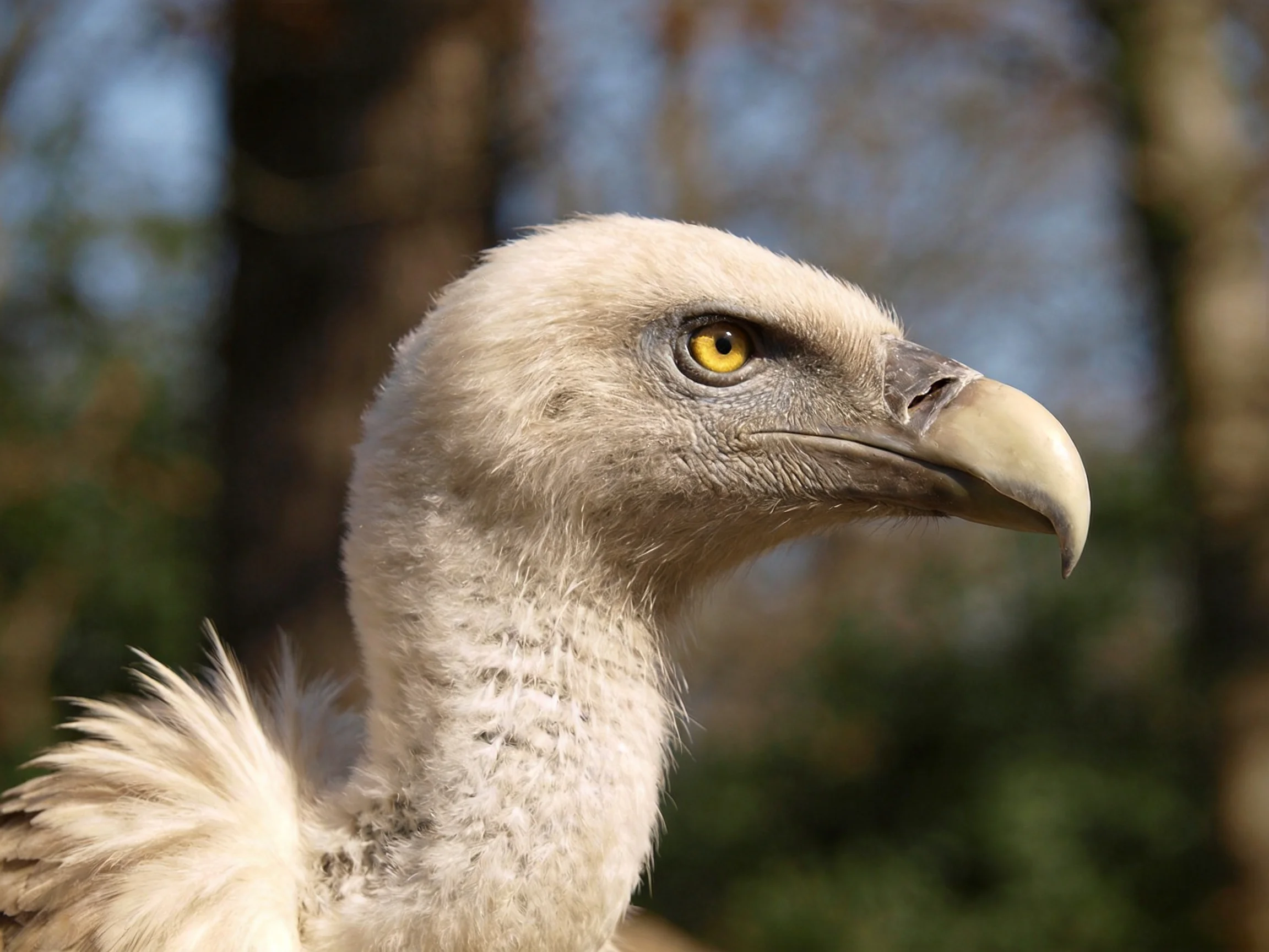 Close-up of a young vulture with pale feathers and curved beak