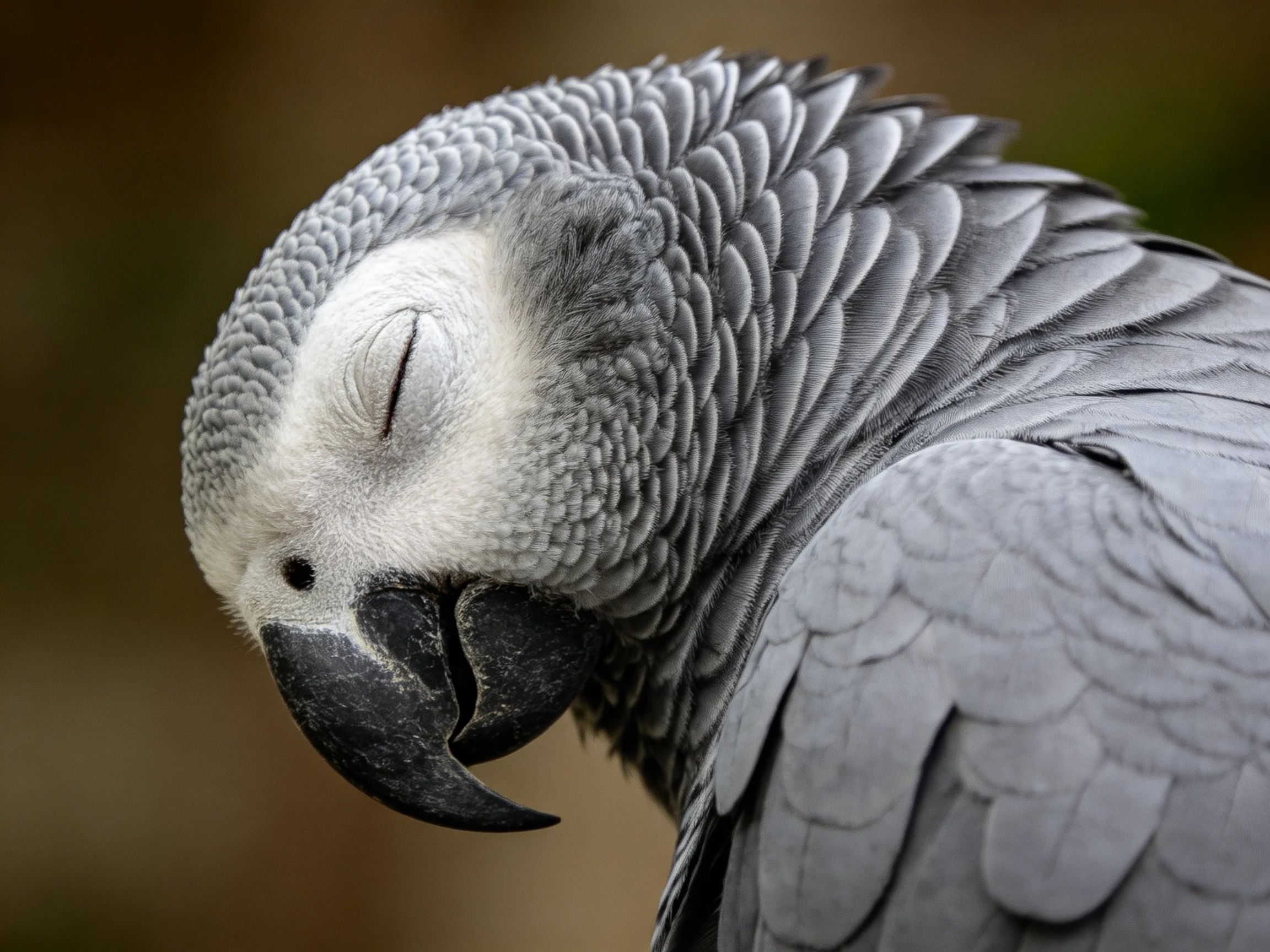 Close - up of an African Grey parrot with textured grey feathers