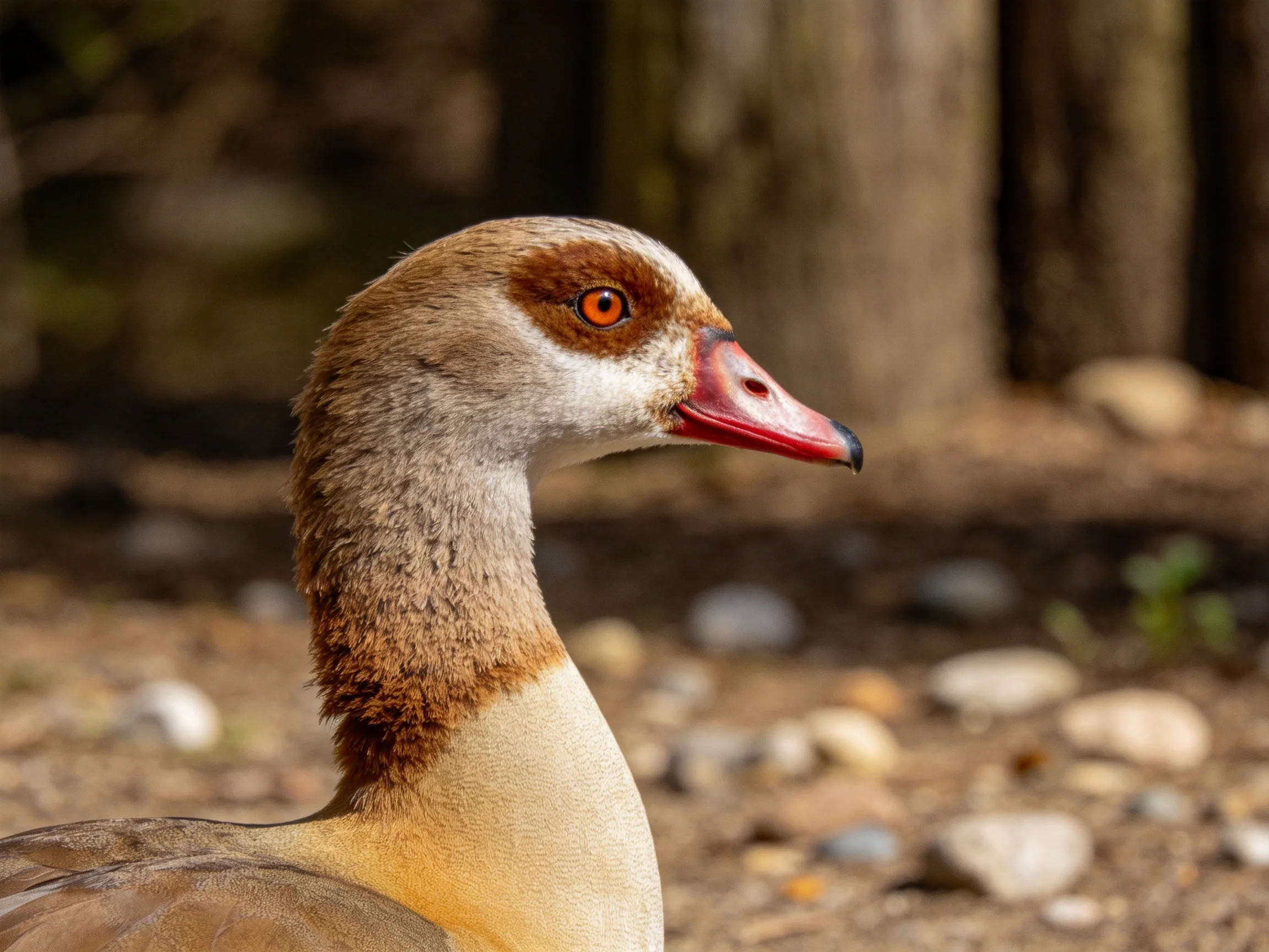Close-up of an Egyptian goose with brown, white, and yellow plumage