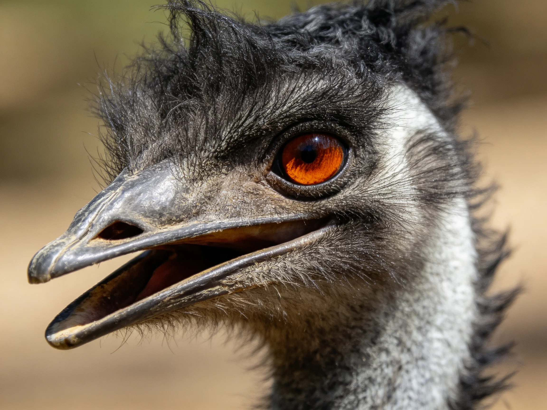Close - up of an emu with bright orange eye and textured dark feathers