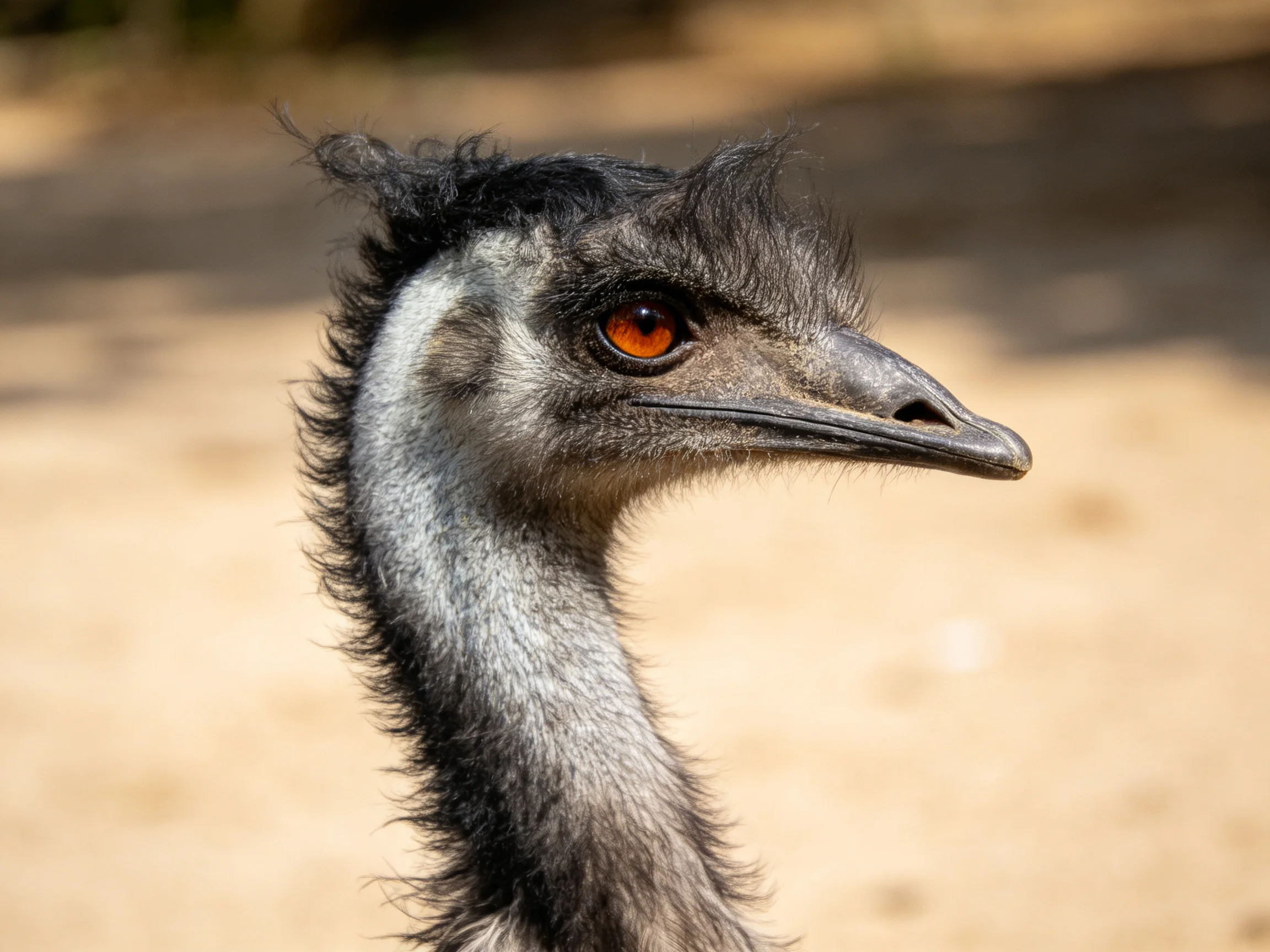 Close-up of an emu with dark feathers and bright orange eye