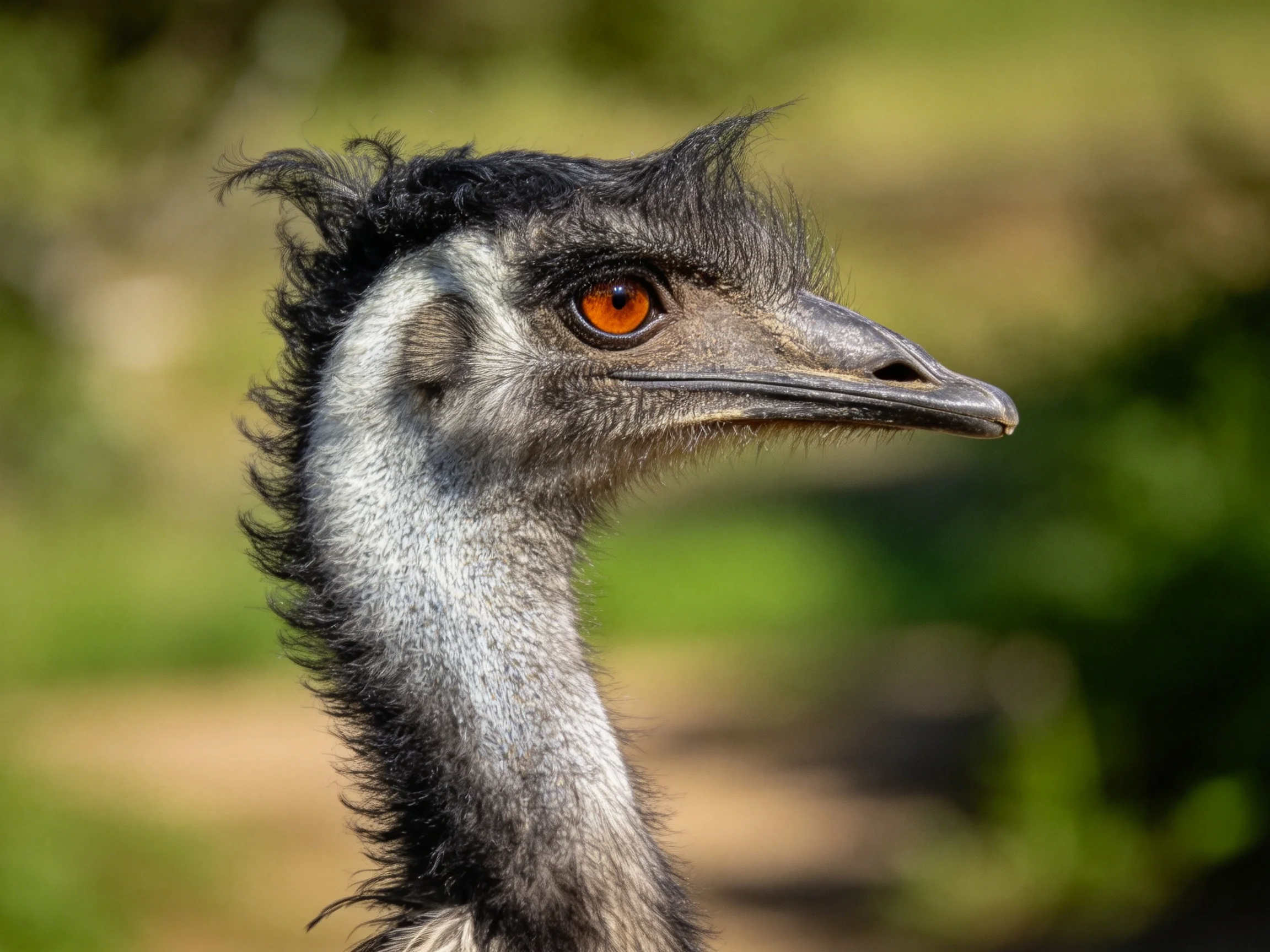 Close-up of an emu with vibrant orange eye and textured feathers