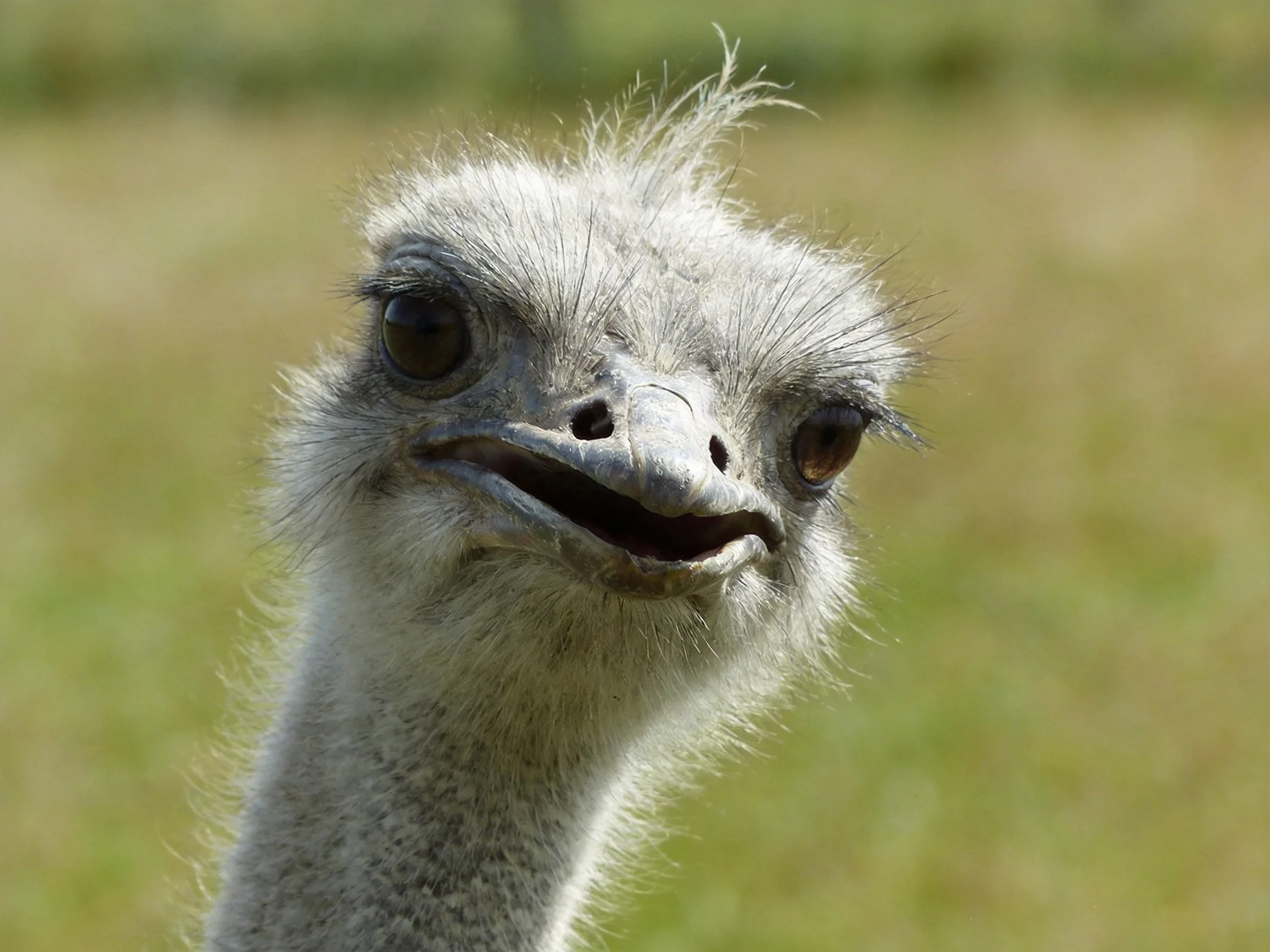 Close-up of an ostrich with fluffy gray feathers and expressive eyes