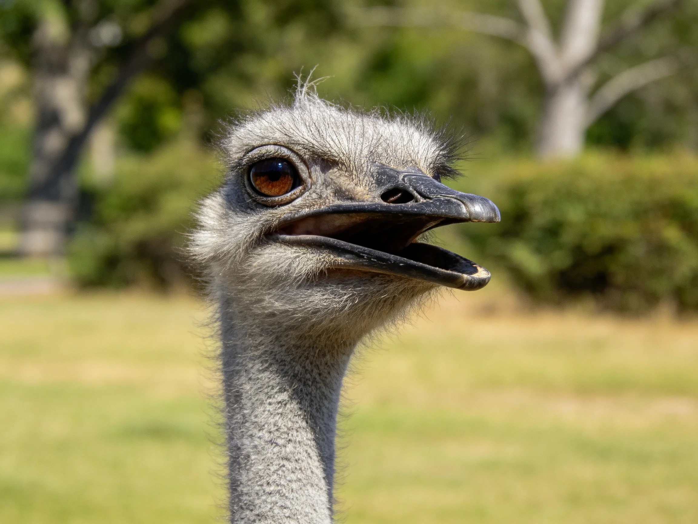 Close - up of an ostrich with open beak and gray feathers