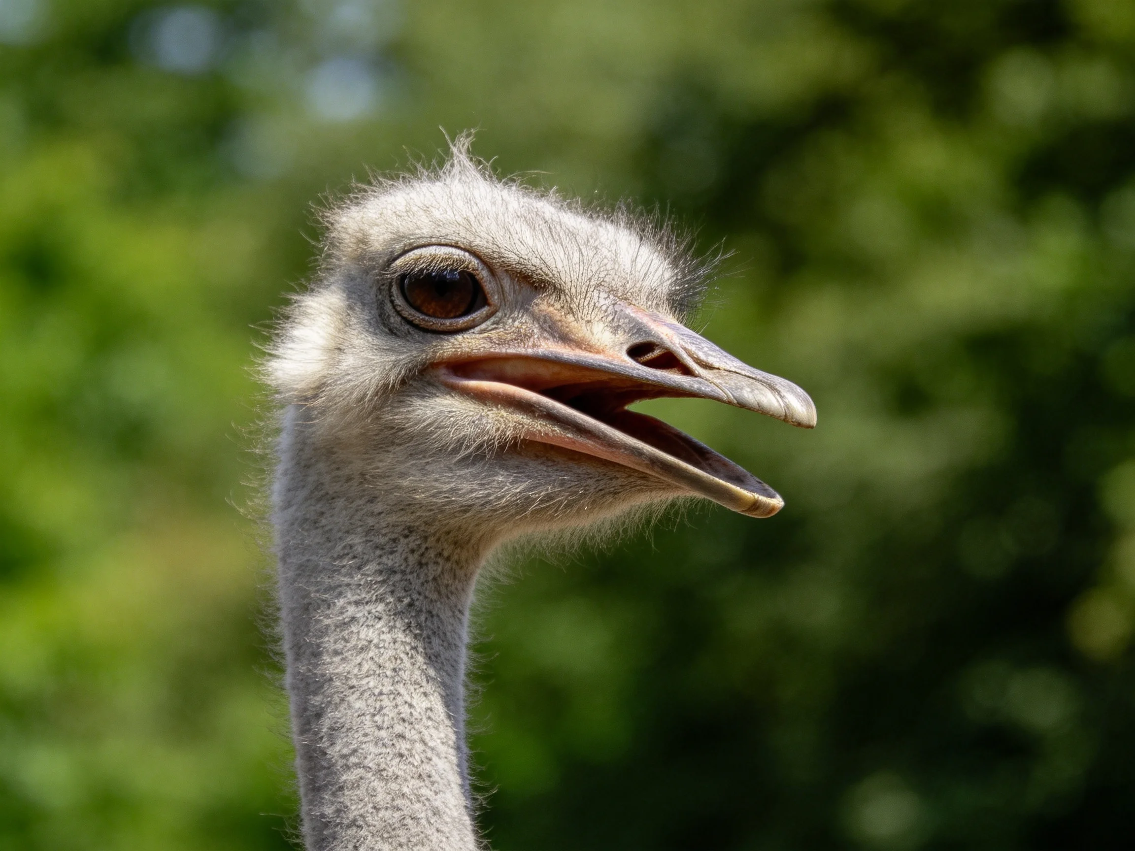 Close-up of an ostrich with soft gray feathers and open beak