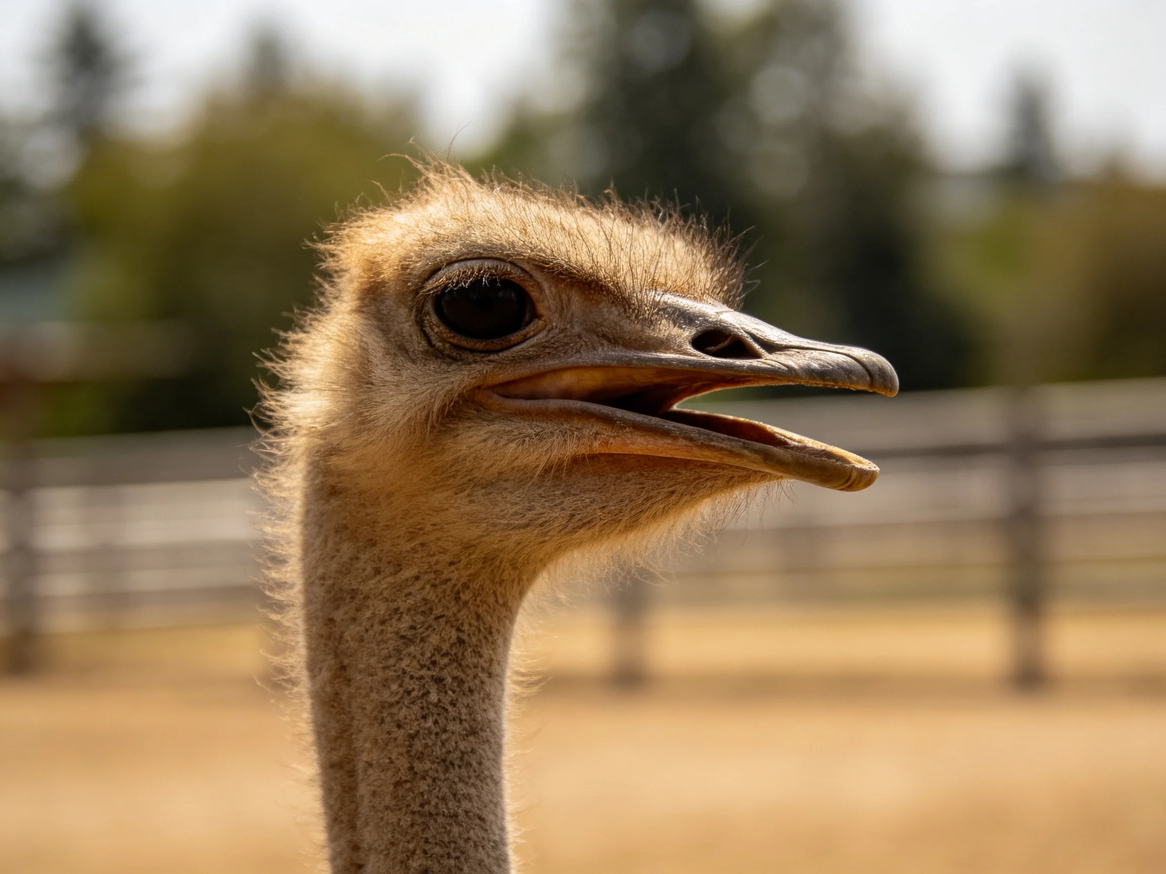 Close - up of an ostrich’s head with open beak and textured feathers