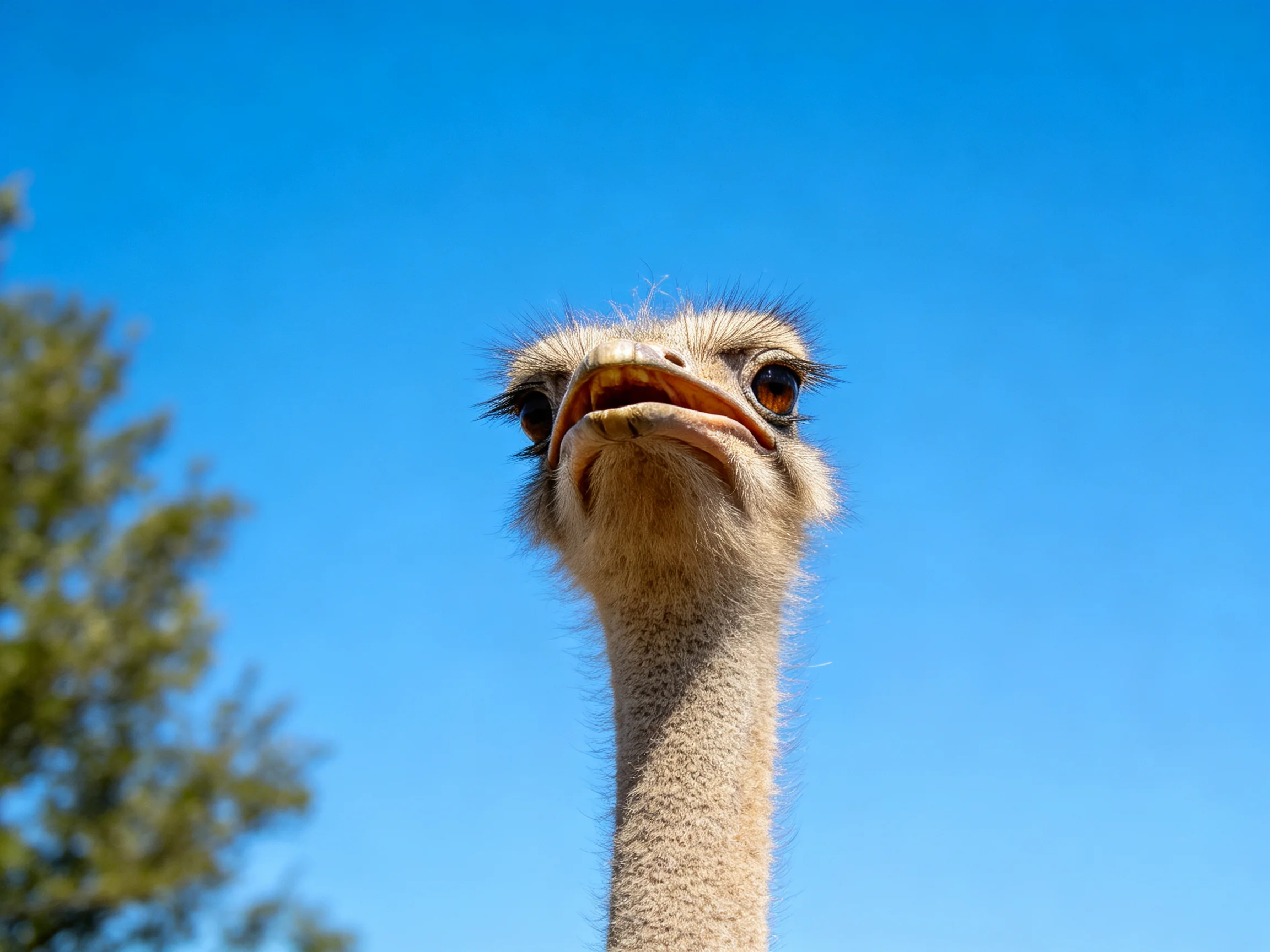 Close - up of an ostrichs head with clear blue sky backdrop