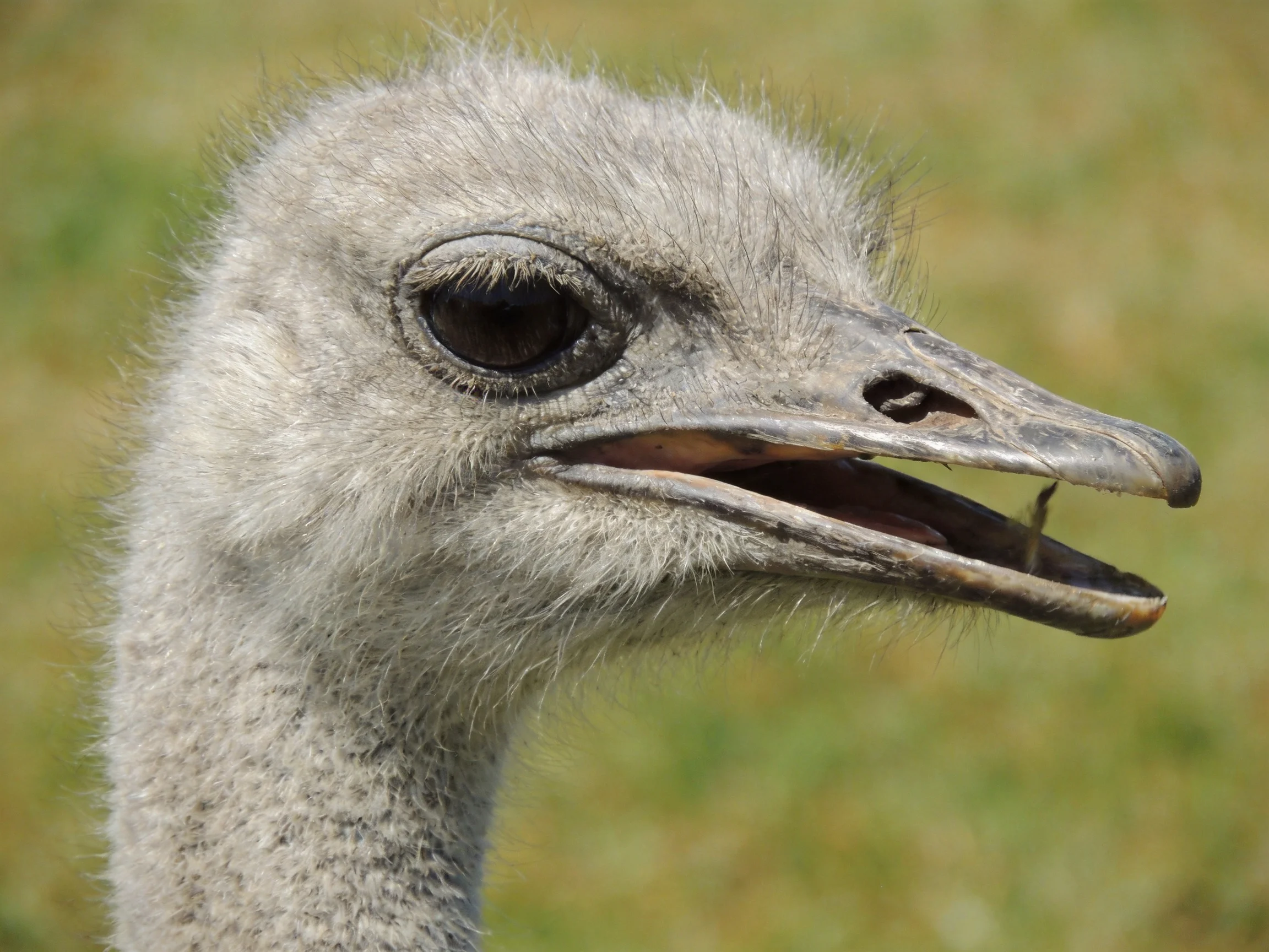 Close-up of an ostrichs head with gray plumage and open beak