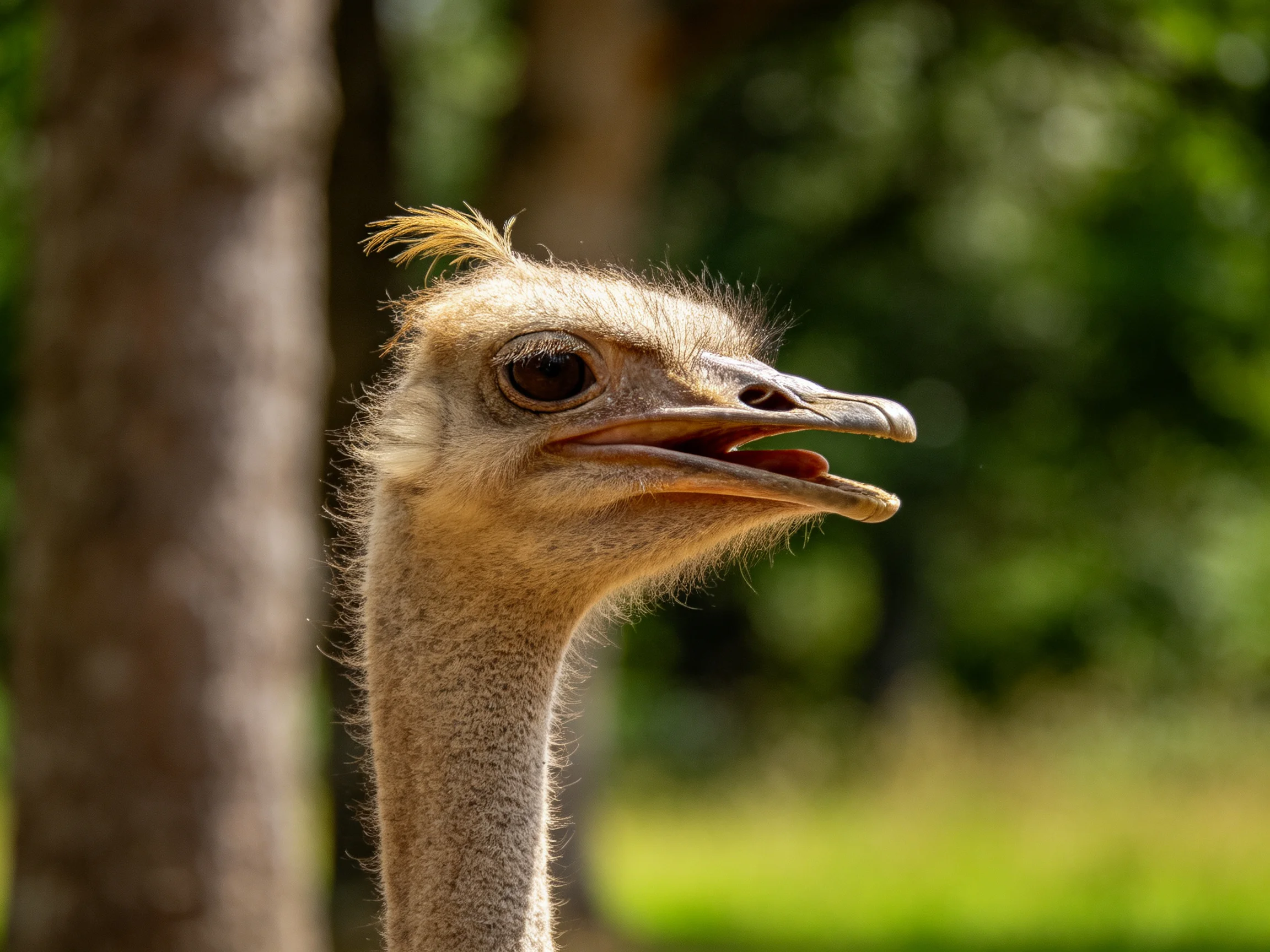 Close - up of an ostrichs head with open beak in lush greenery