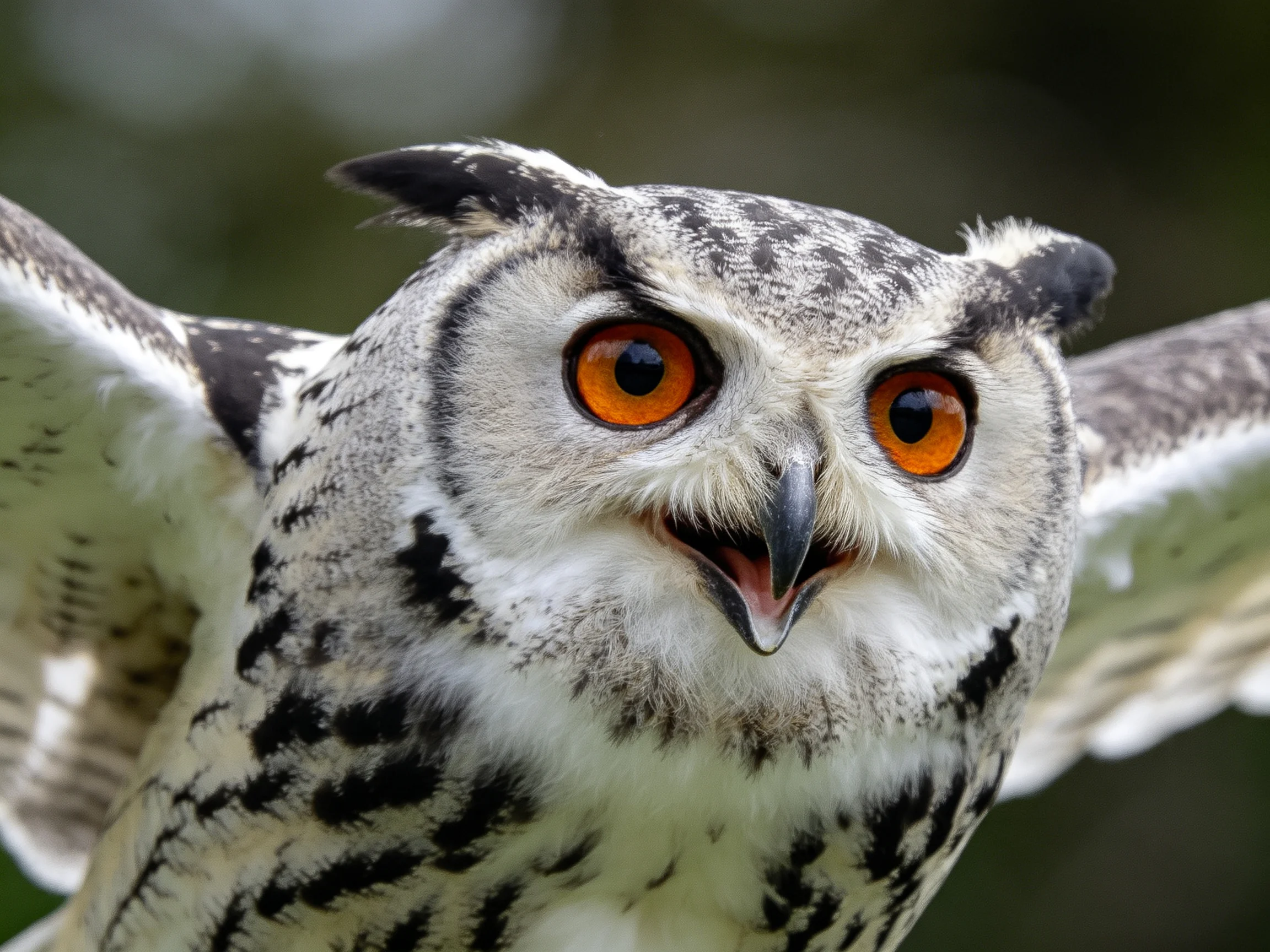 Close-up of an owl with bright orange eyes and extended wings