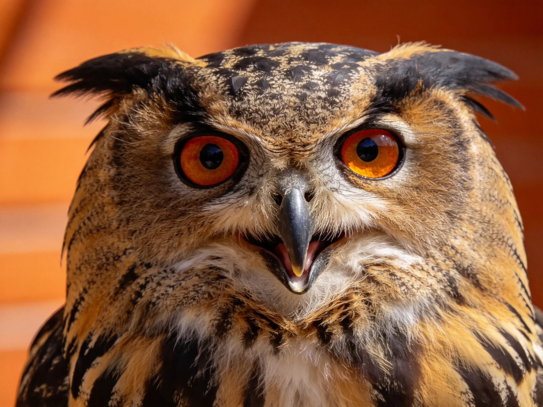 Close-up of an owl with bright orange eyes and intricate feather patterns