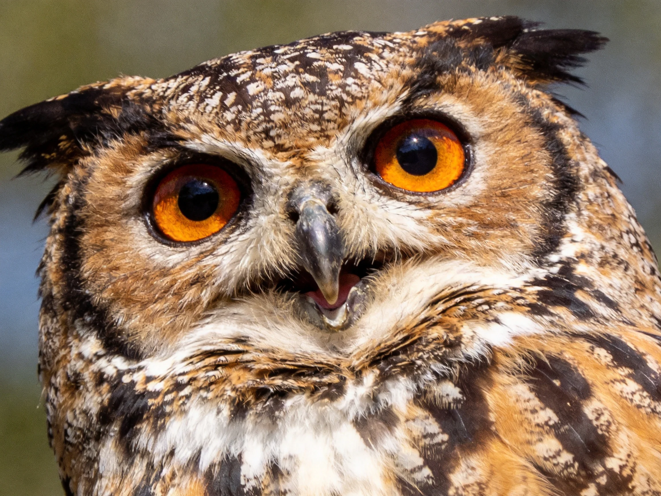 Close-up of an owl with bright orange eyes and patterned feathers