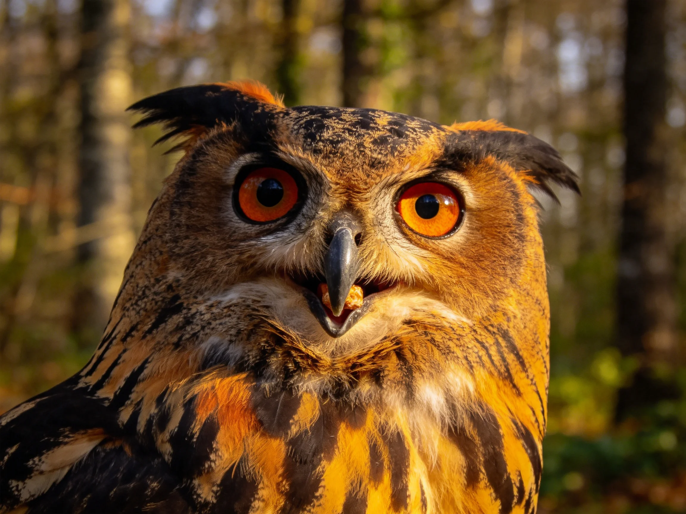 Close-up of an owl with bright orange eyes and patterned plumage