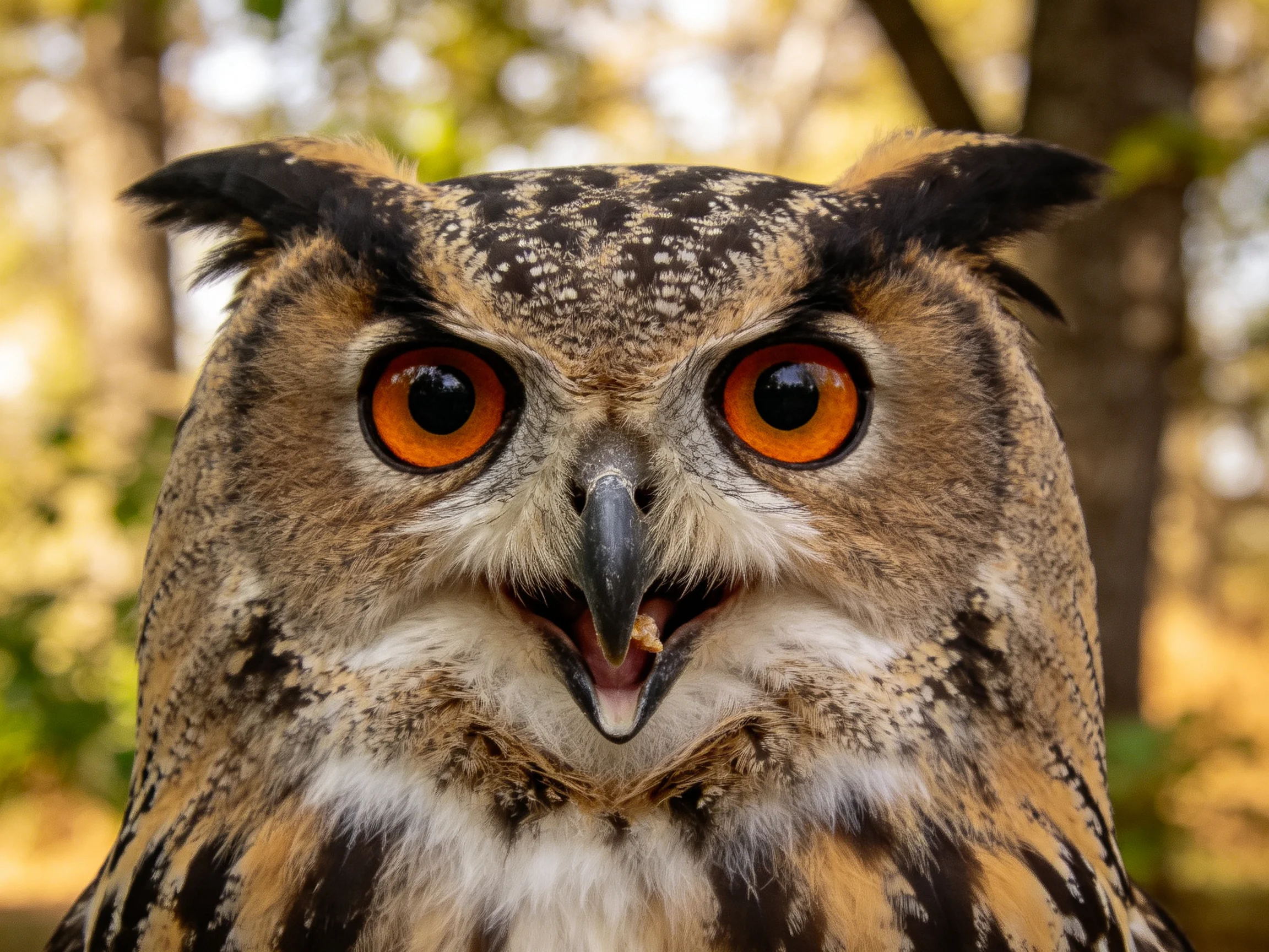 Close-up of an owl with bright orange eyes and patterned plumage