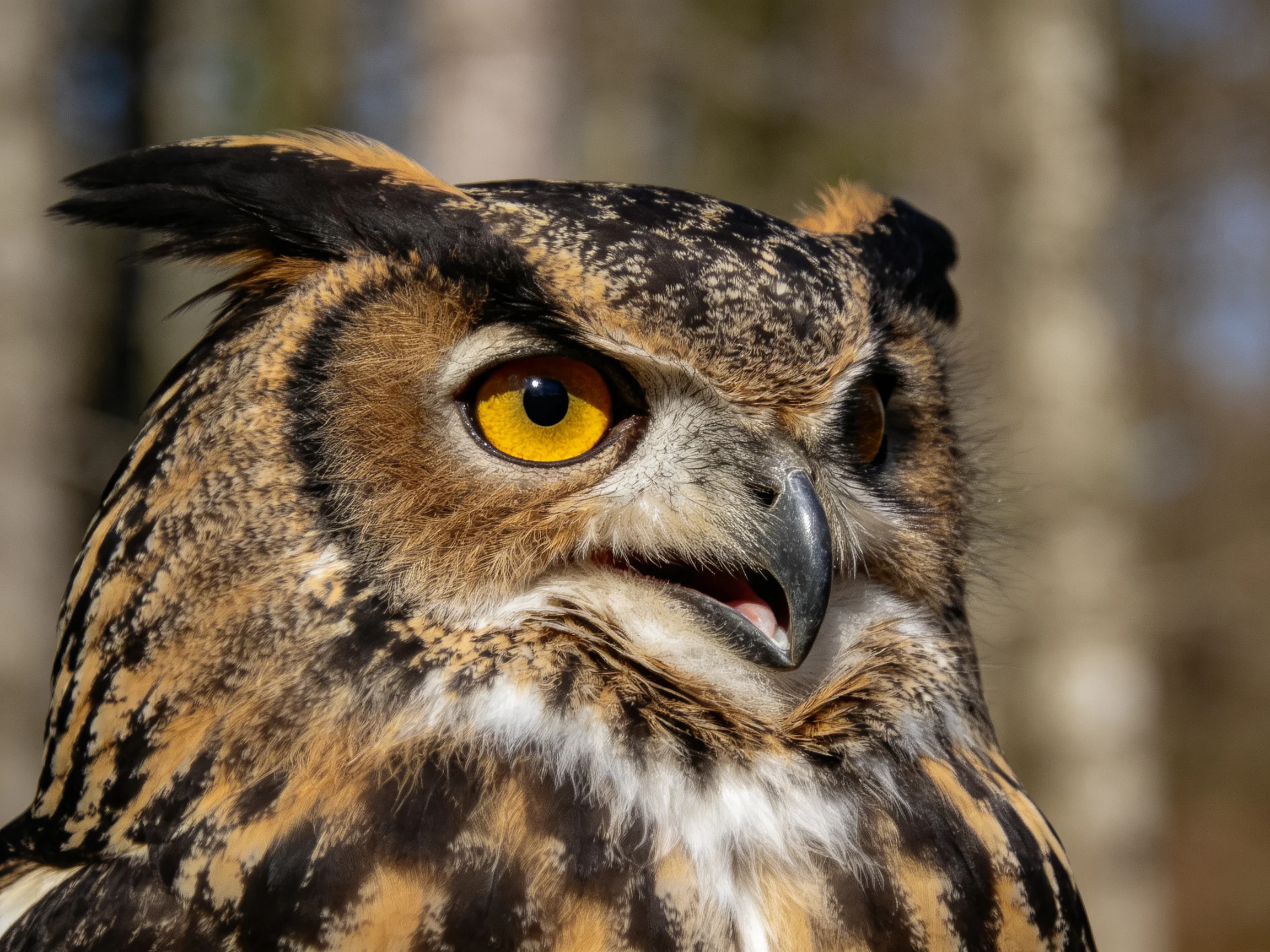 Close-up of an owl with bright yellow eyes and intricate feather patterns