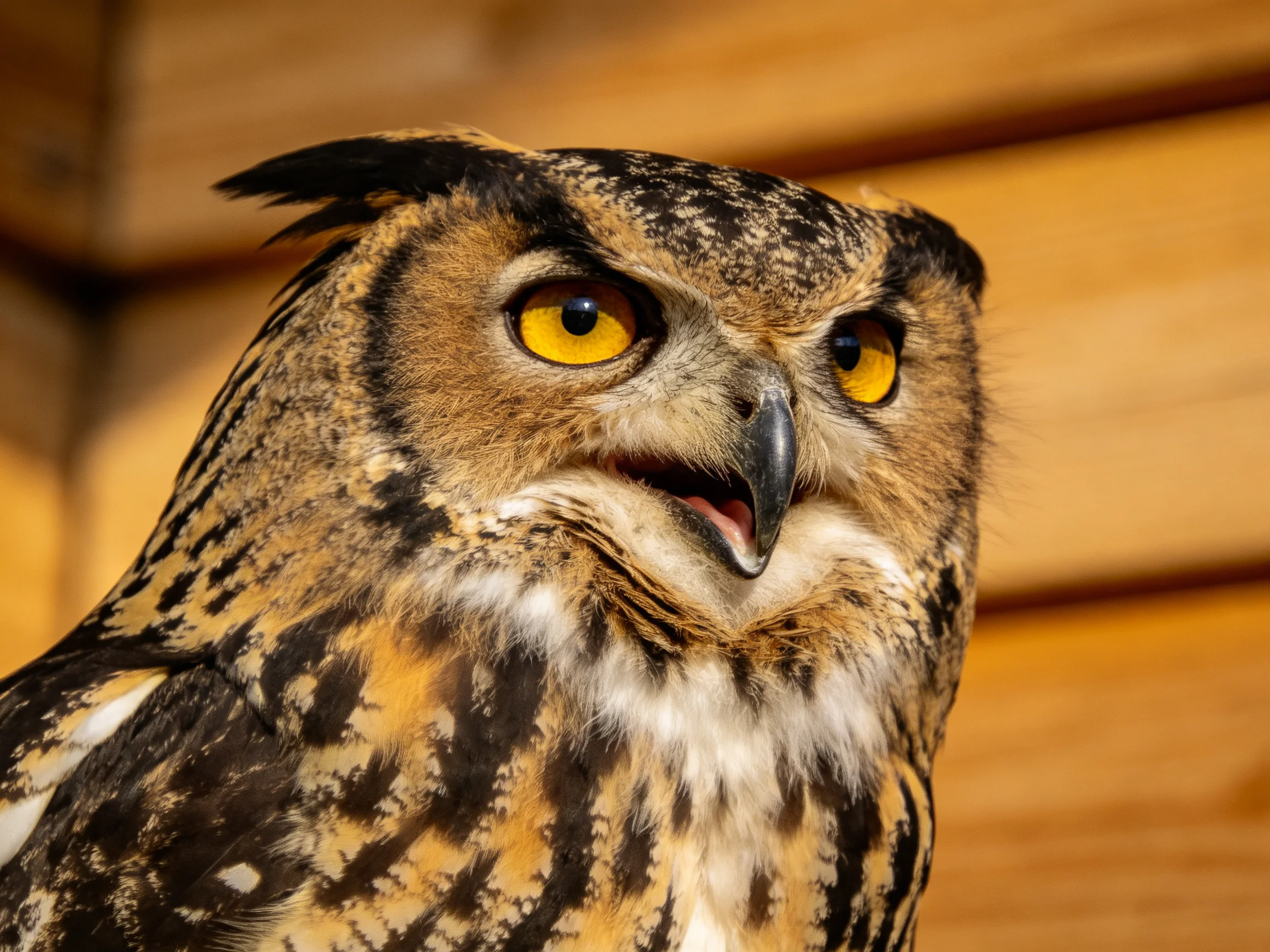 Close-up of an owl with bright yellow eyes and textured plumage