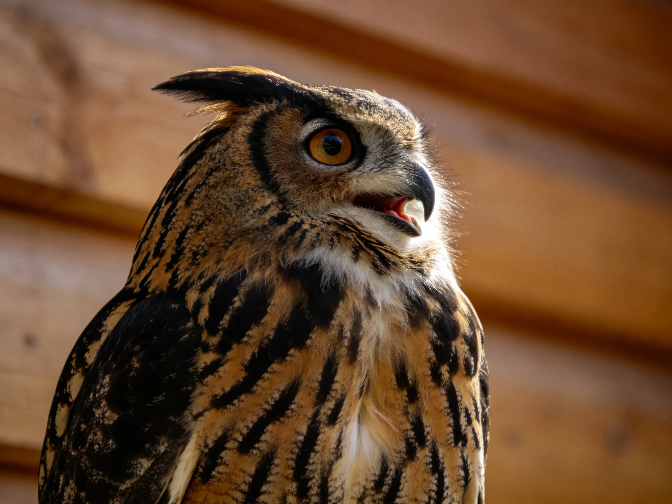 Close - up of an owl with brown and black feather patterns