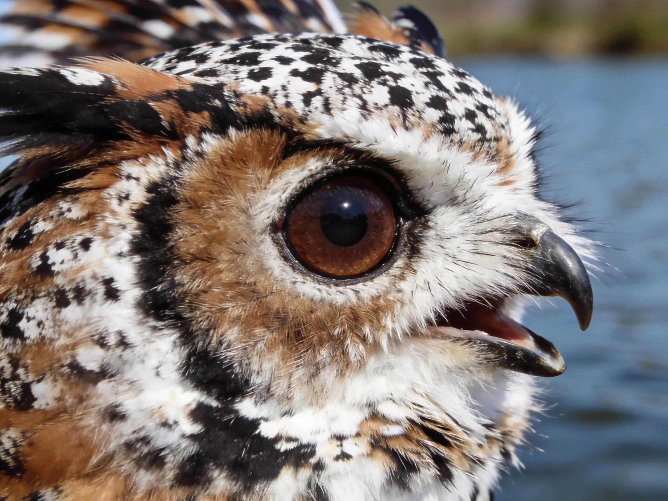 Close-up of an owl with brown, black, and white spotted feathers