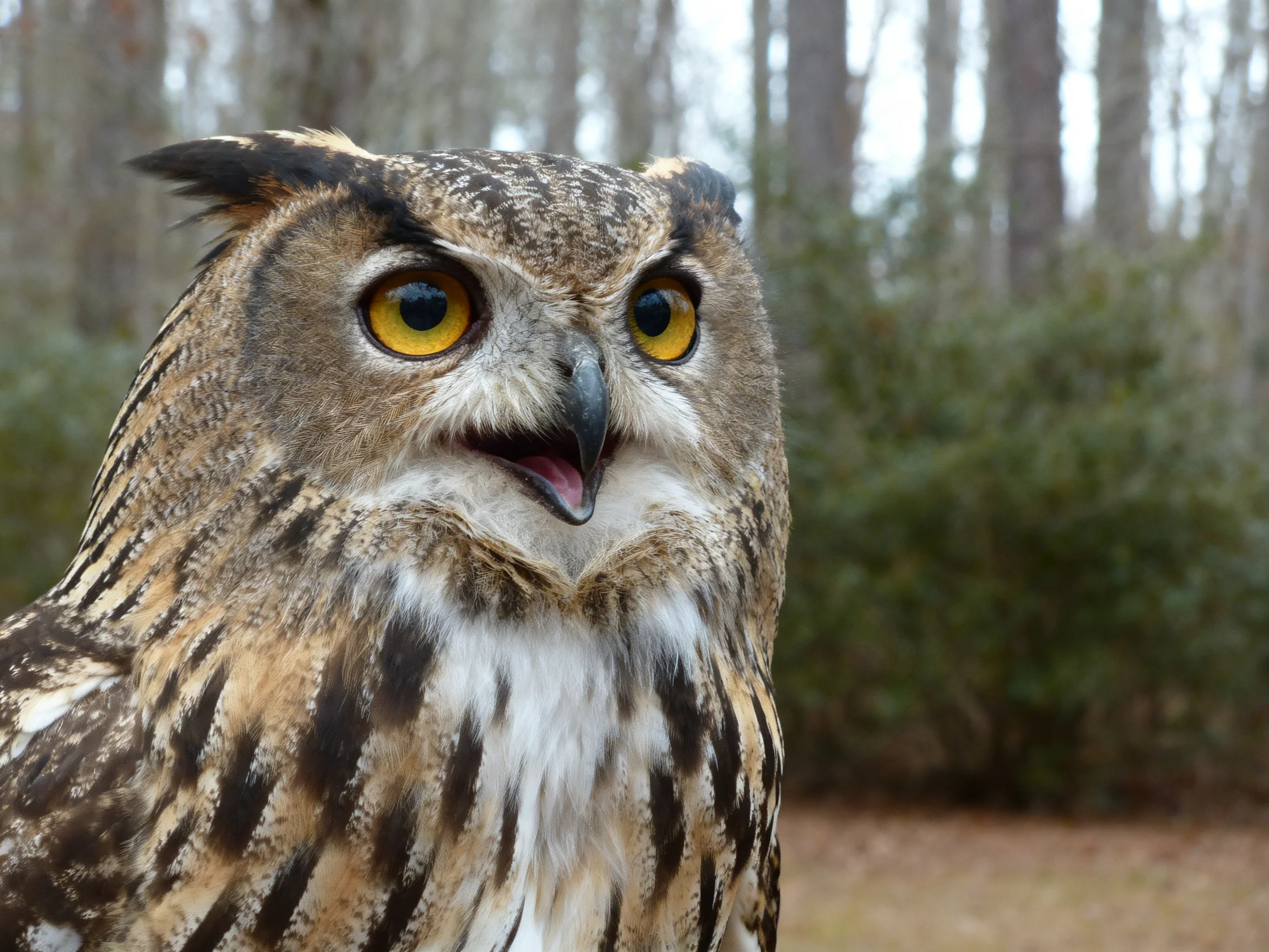 Close - up of an owl with golden eyes in a wooded area