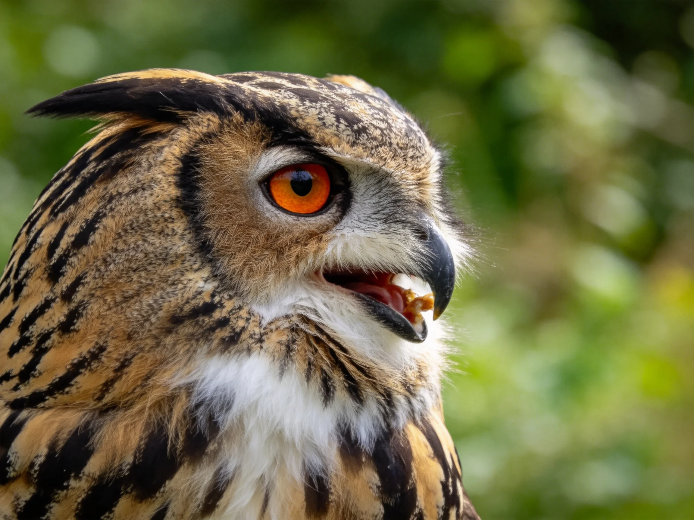 Close-up of an owl with vibrant orange eye and patterned plumage