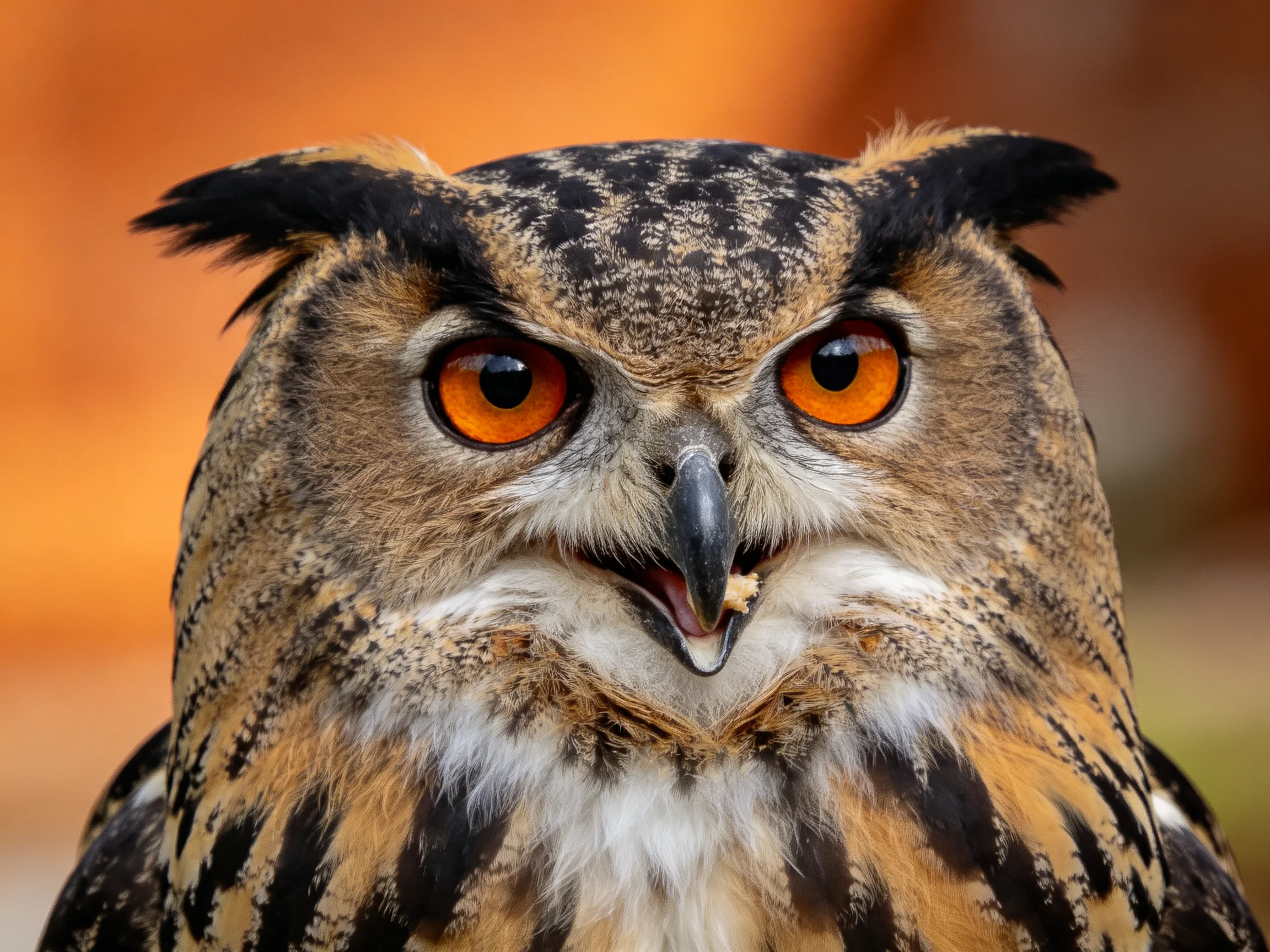 Close-up of an owl with vibrant orange eyes and intricate feather patterns
