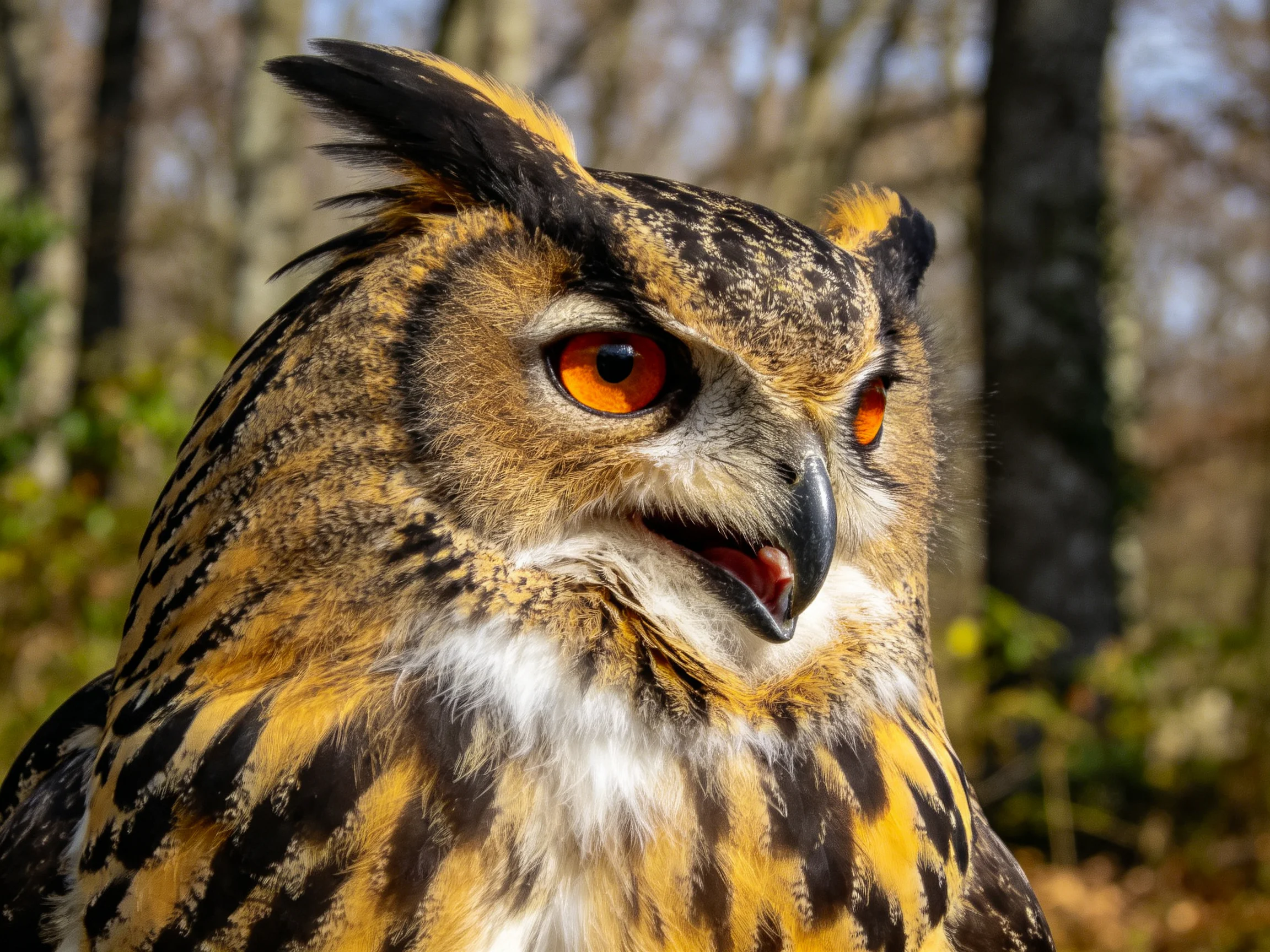 Close - up of an owl with vibrant orange eyes and patterned plumage