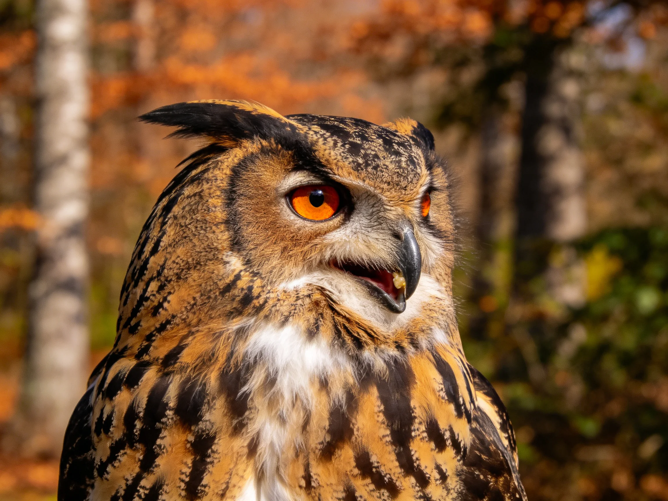 Close-up of an owl with vibrant orange eyes in autumn forest