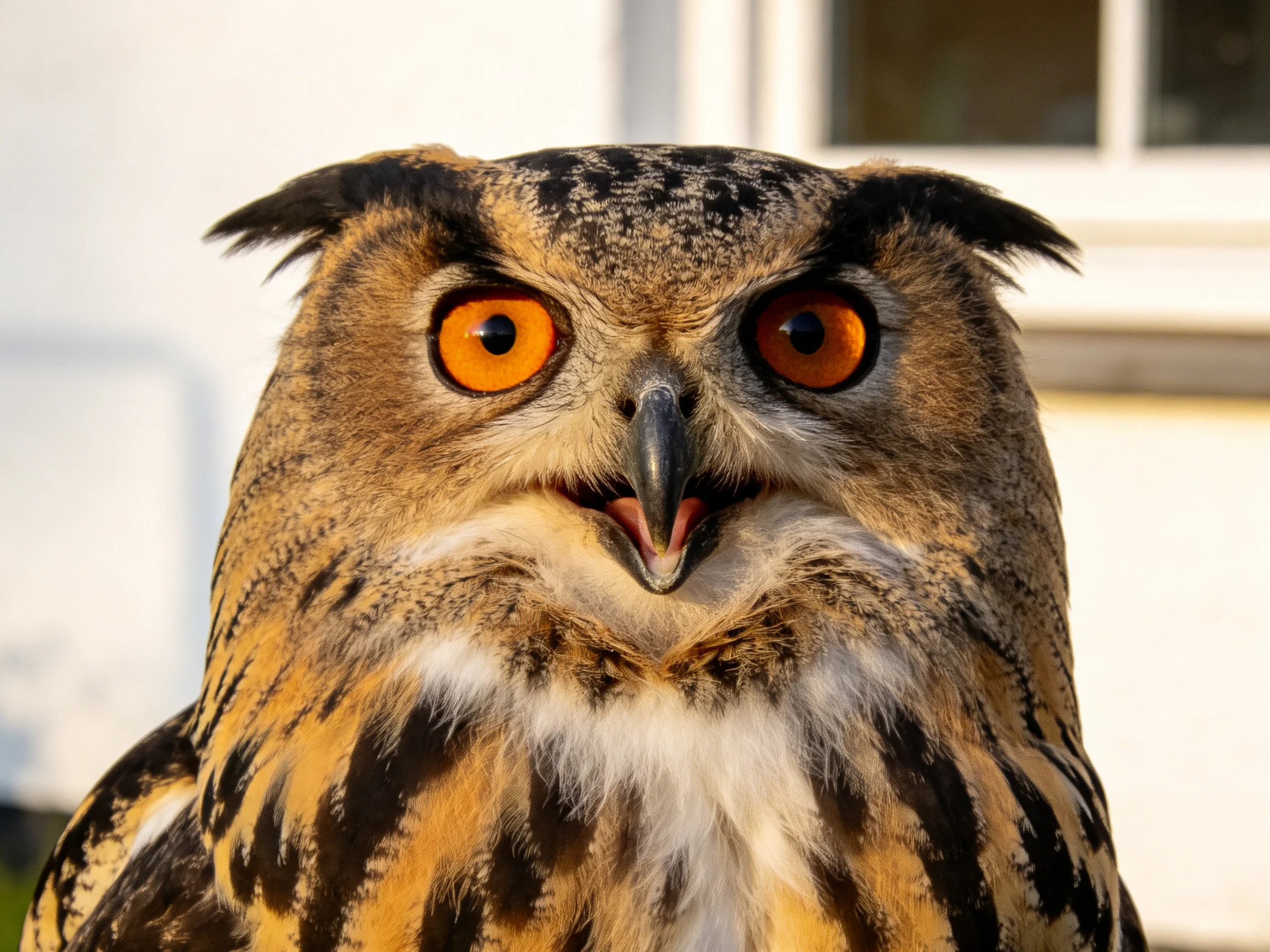 Close-up of an owl with vivid orange eyes and intricate feather patterns