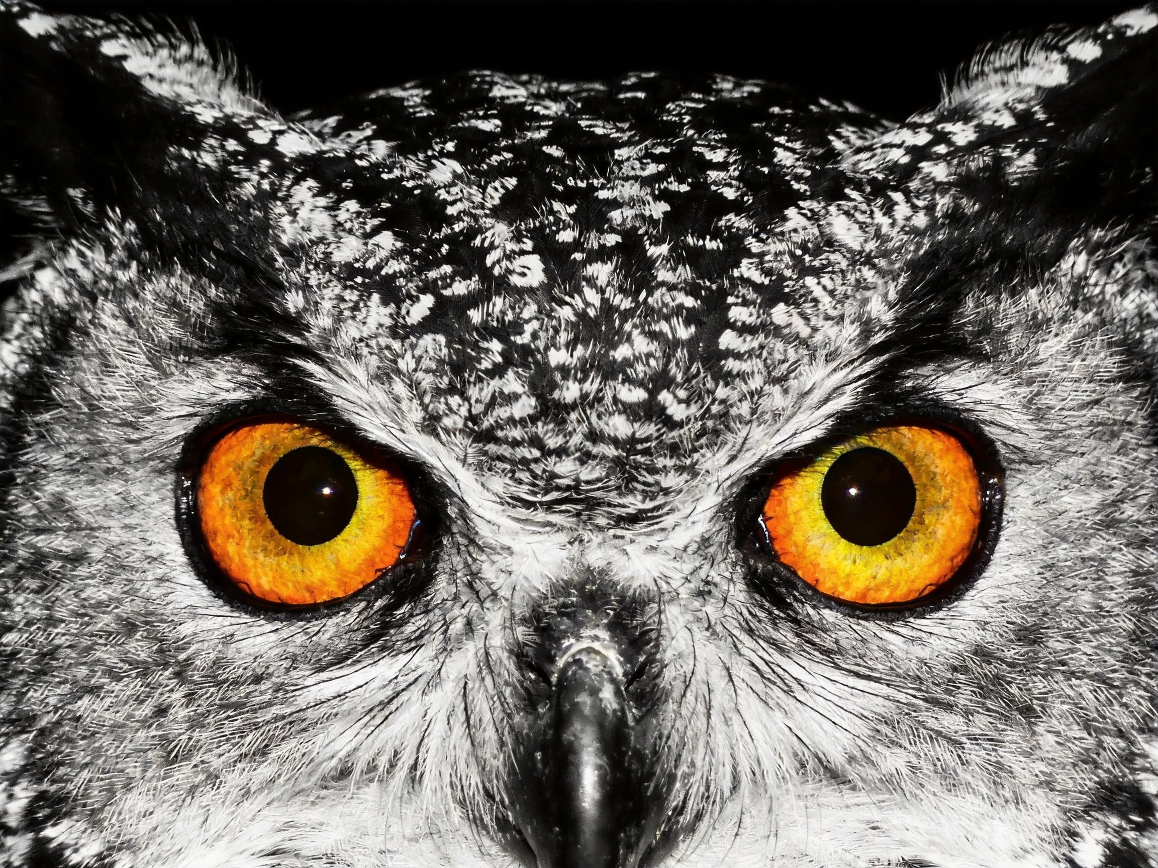 Close-up of an owl with vivid orange eyes and monochrome plumage
