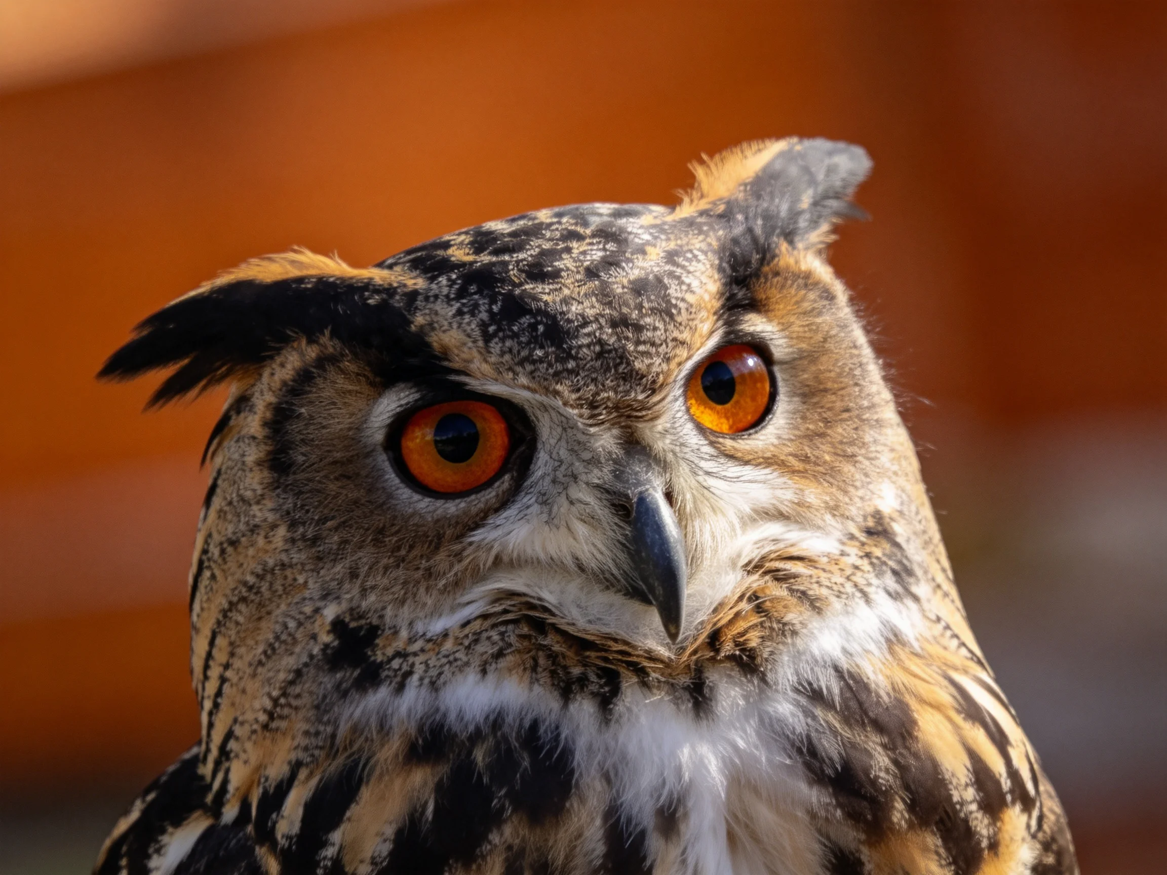 Close - up of an owl with vivid orange eyes and patterned plumage