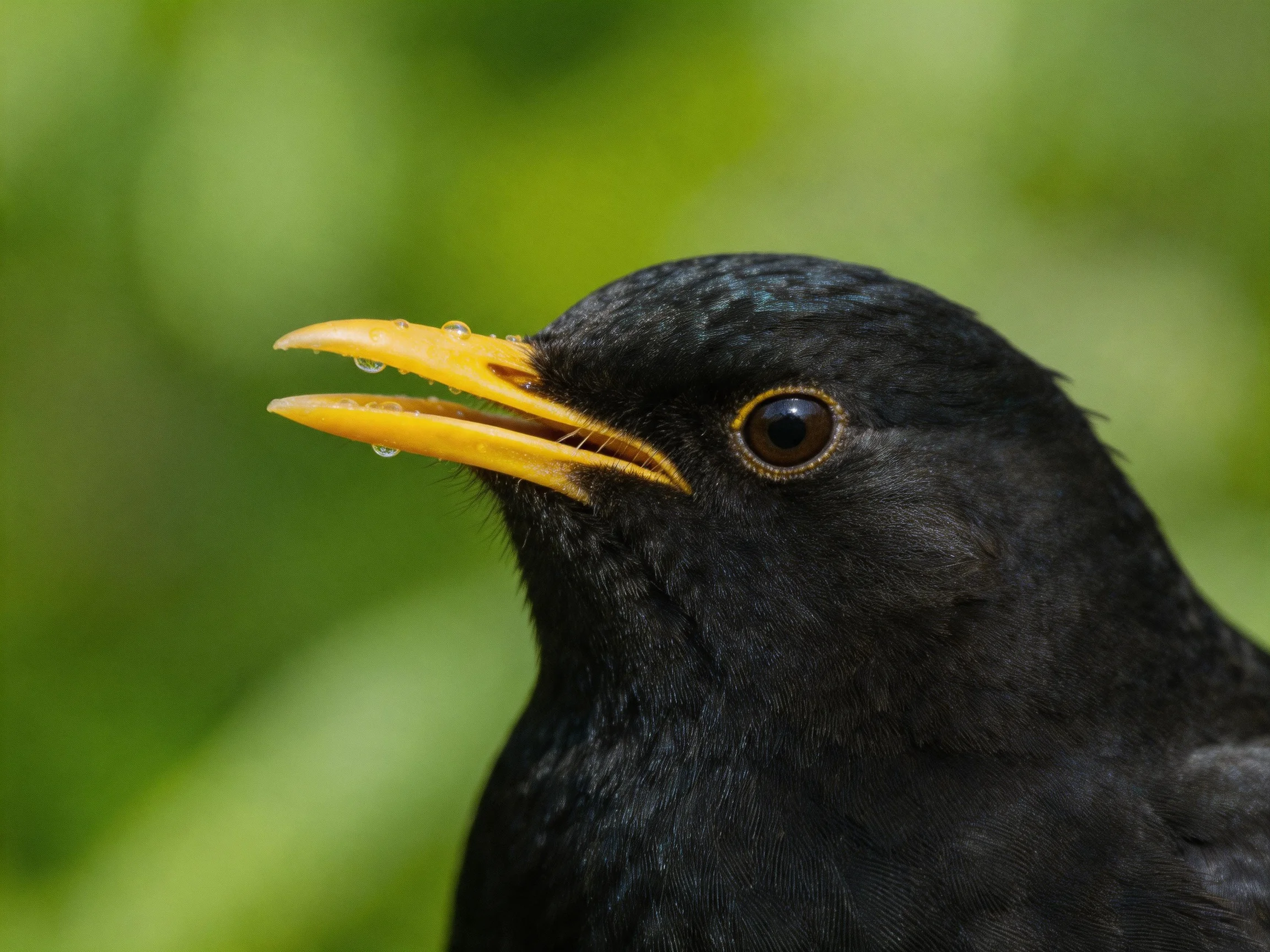 Close-up of black bird with bright yellow beak and water droplets