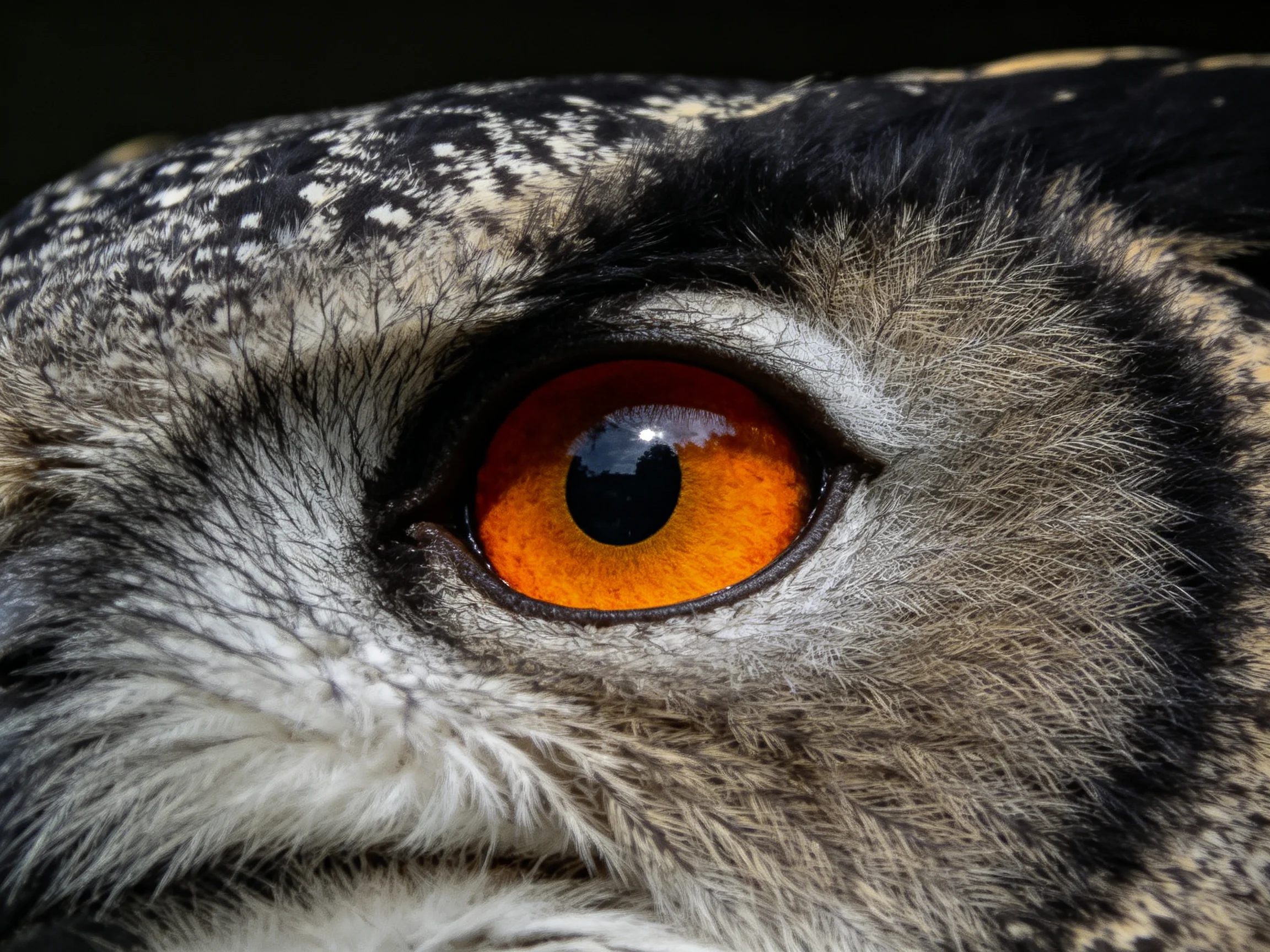 Close-up of owls vivid orange eye with textured feather patterns