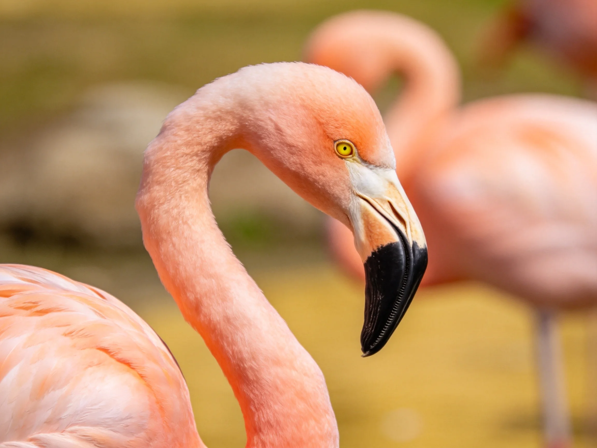 Close-up of pink flamingo with black-tipped beak, another softly blurred behind.