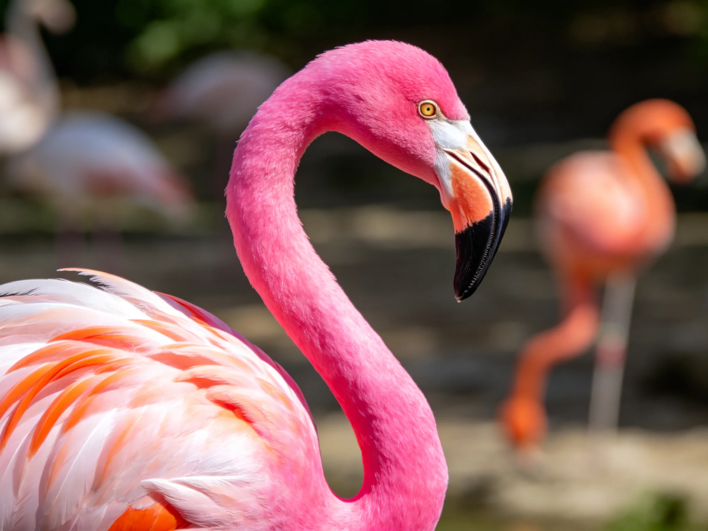 Close-up of vibrant pink flamingo with orange-tinted feathers