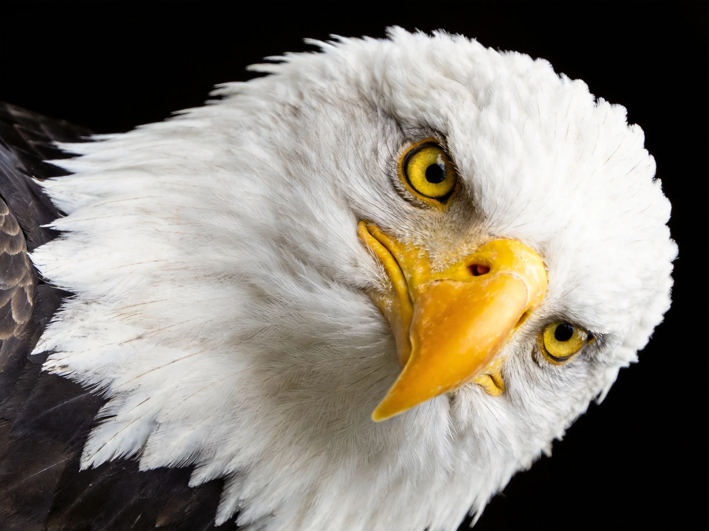 Close - up portrait of a bald eagle with white head and yellow eyes