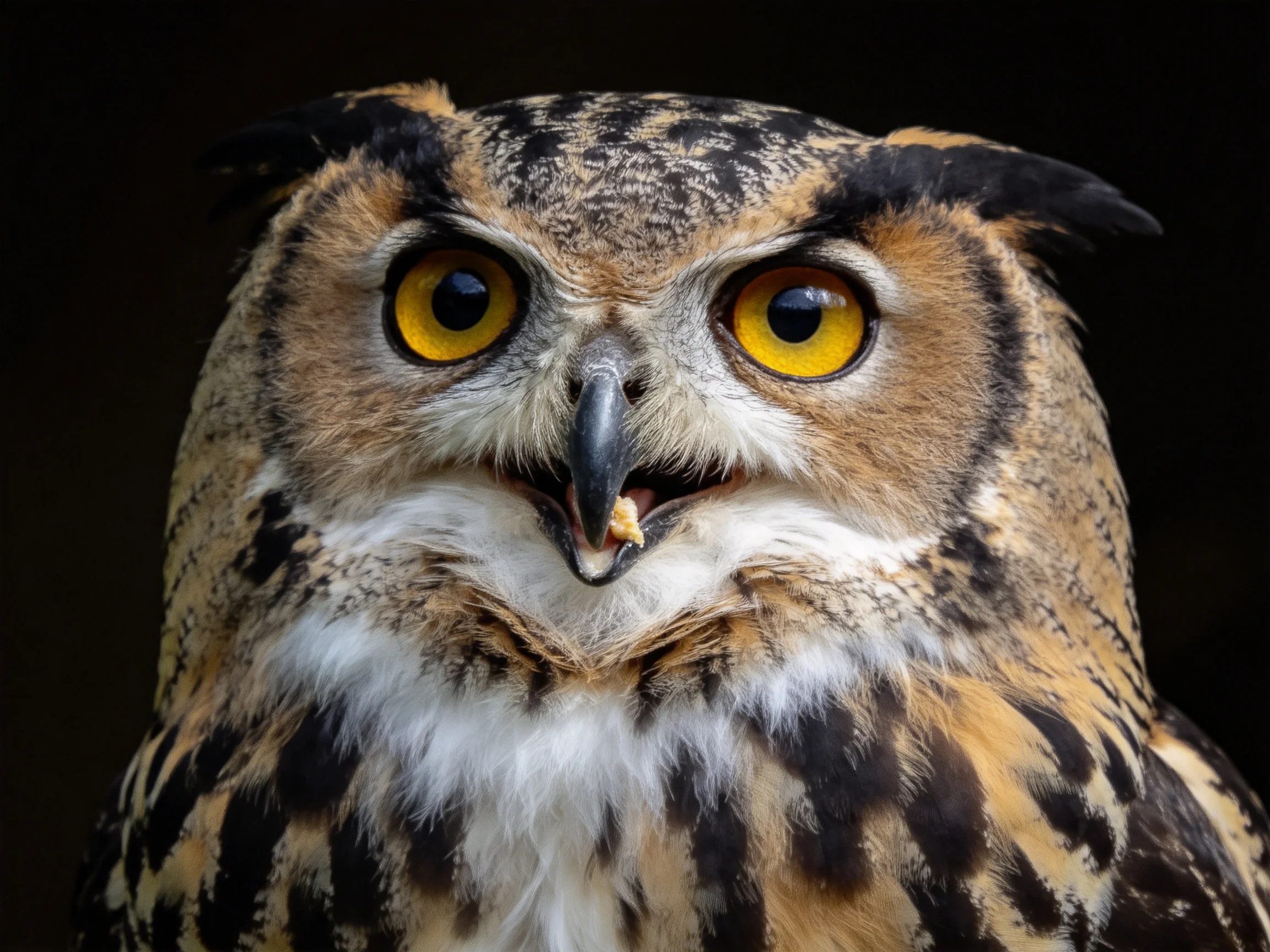 Close-up portrait of a great horned owl with bright yellow eyes