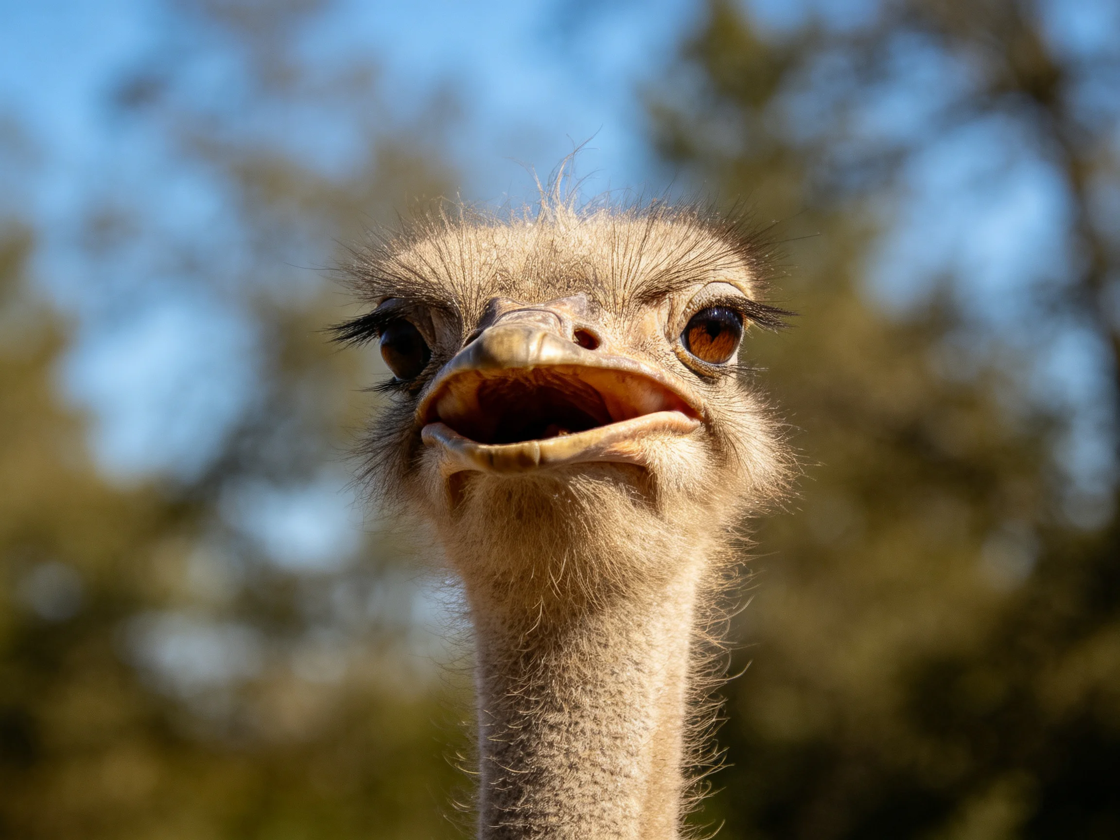 Close - up portrait of an ostrich with open beak, blurred trees backdrop