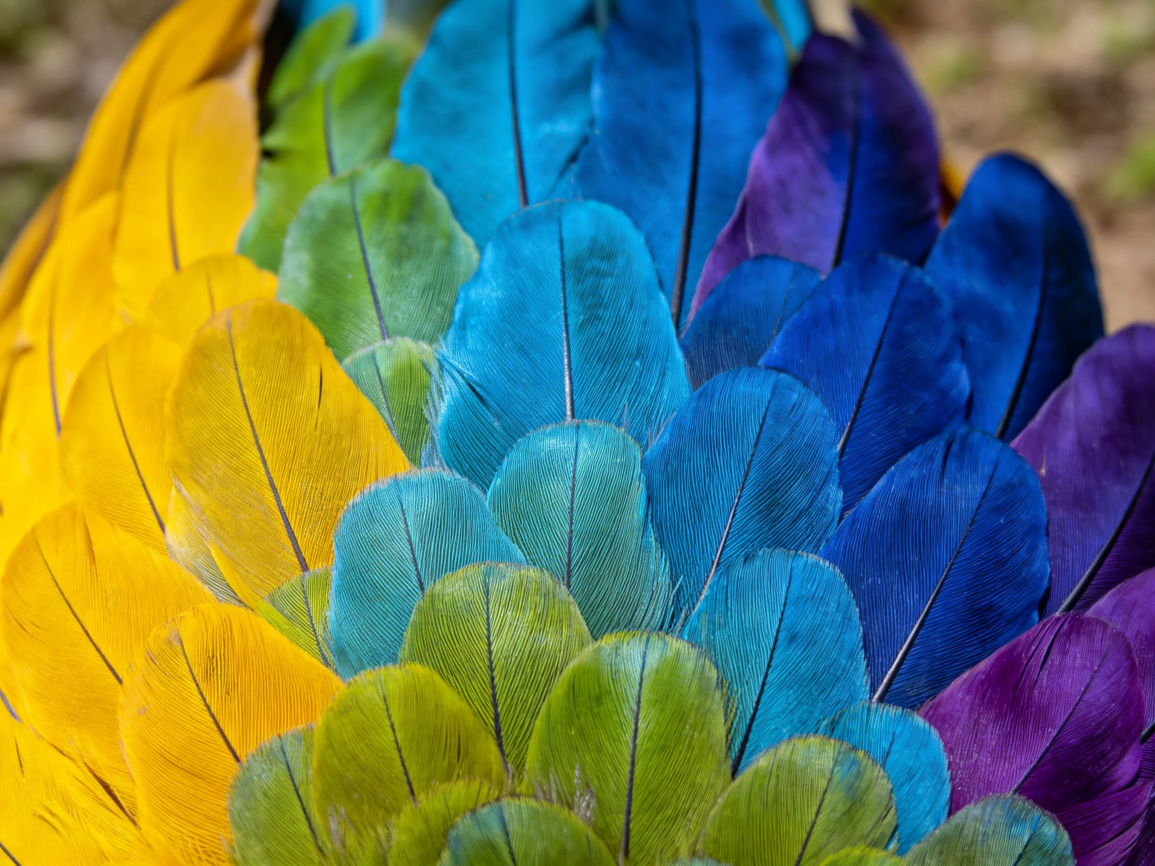 Close-up view of vibrant multicolored bird feathers