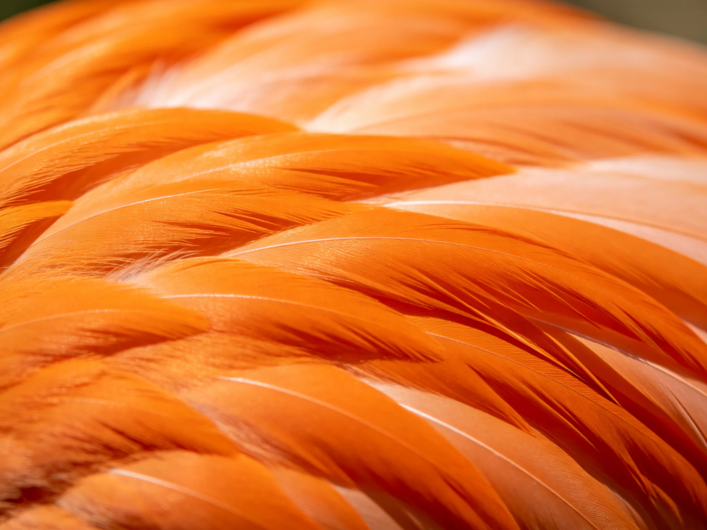 Close-up view of vibrant orange feathers with soft illumination