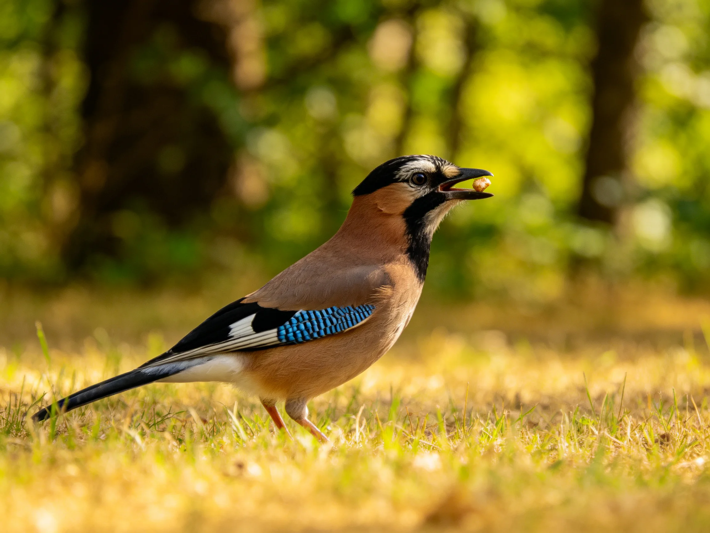 Colorful Eurasian Jay with blue wing patterns on golden grass