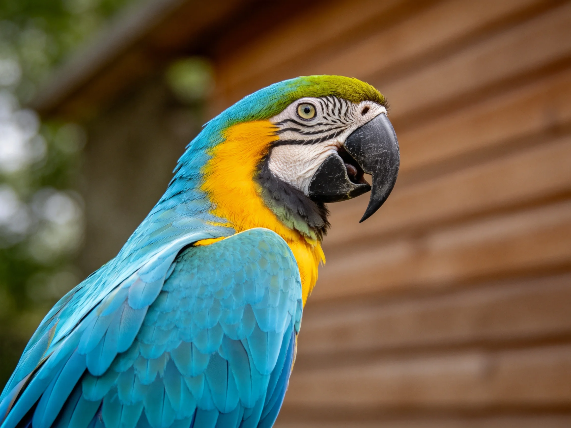 A vibrantly colored macaw with blue, yellow, and green plumage is near a wooden structure.