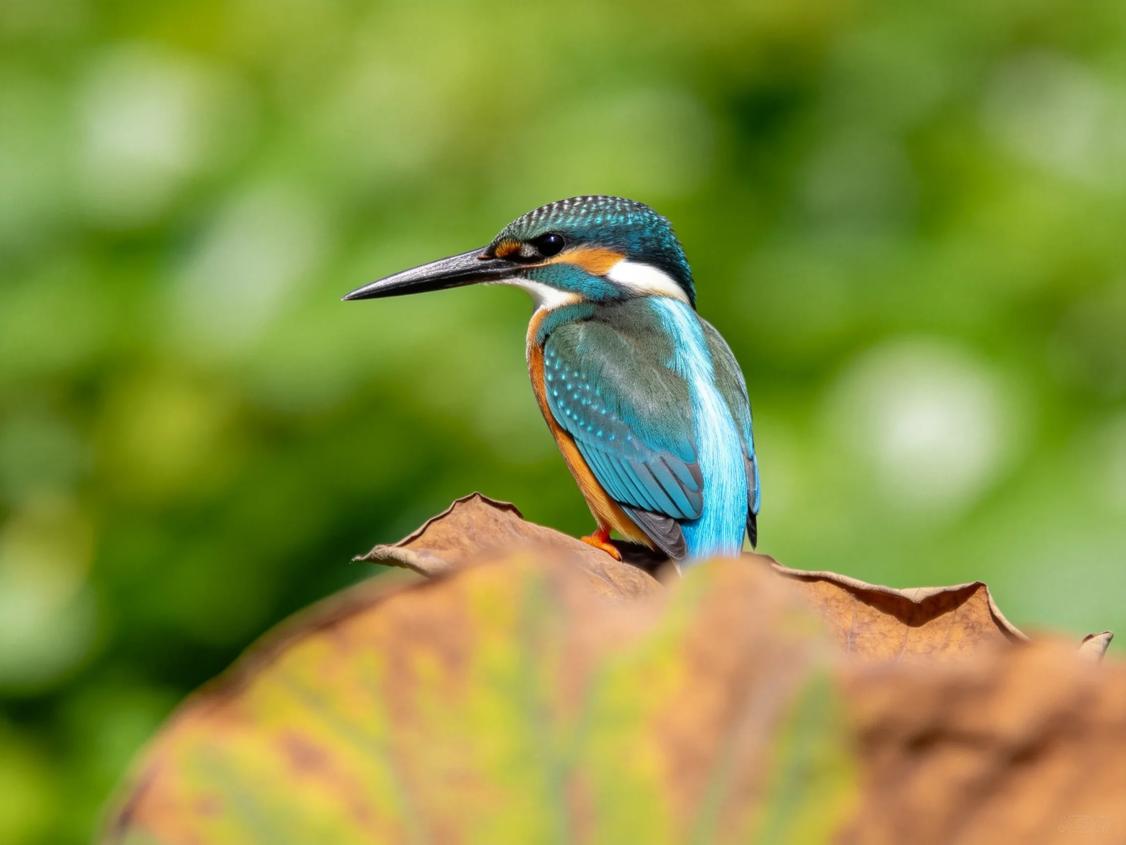 Colorful kingfisher perched on a brown leaf with green backdrop