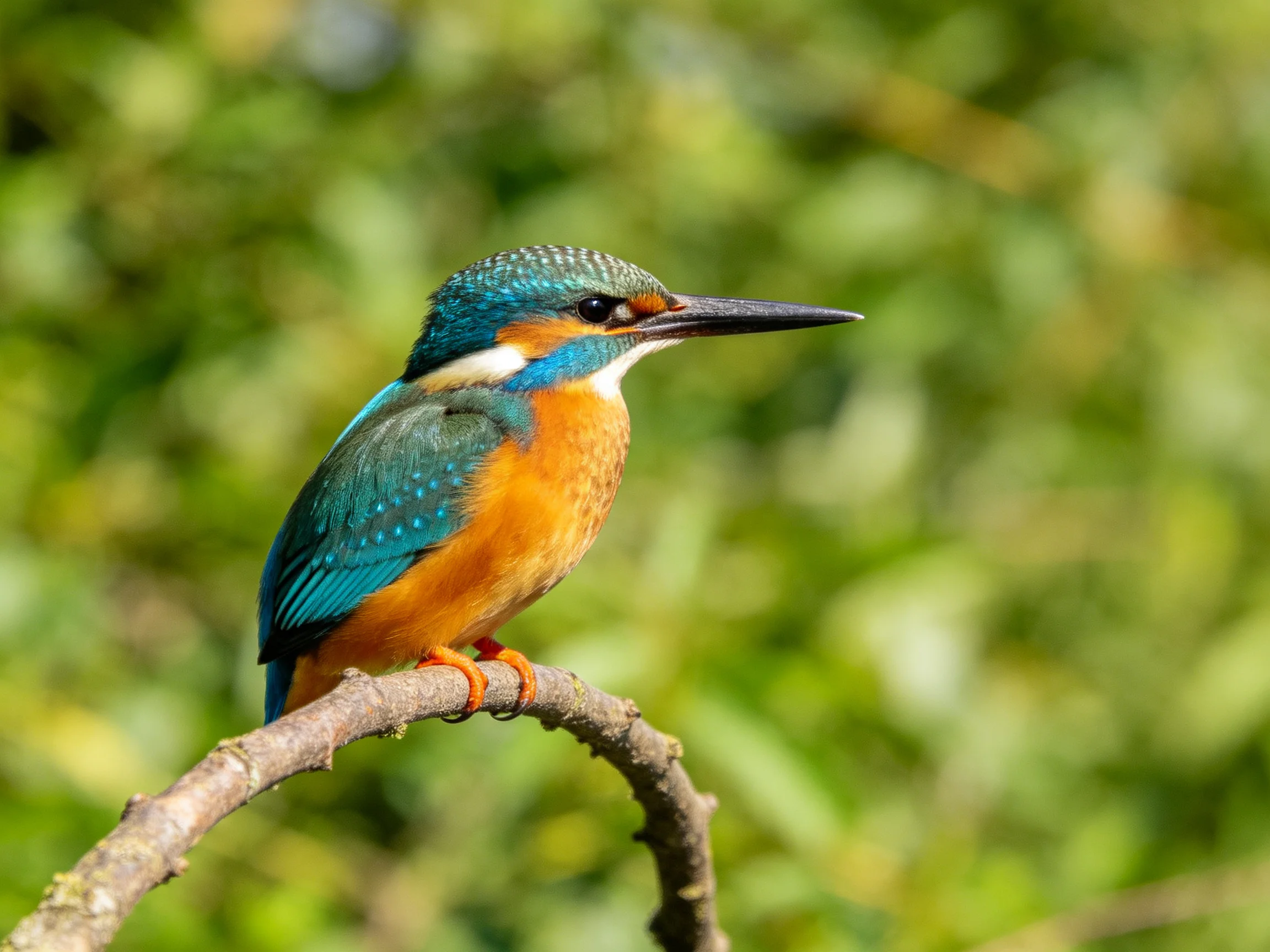 Colorful kingfisher perched on curved brown branch near greenery