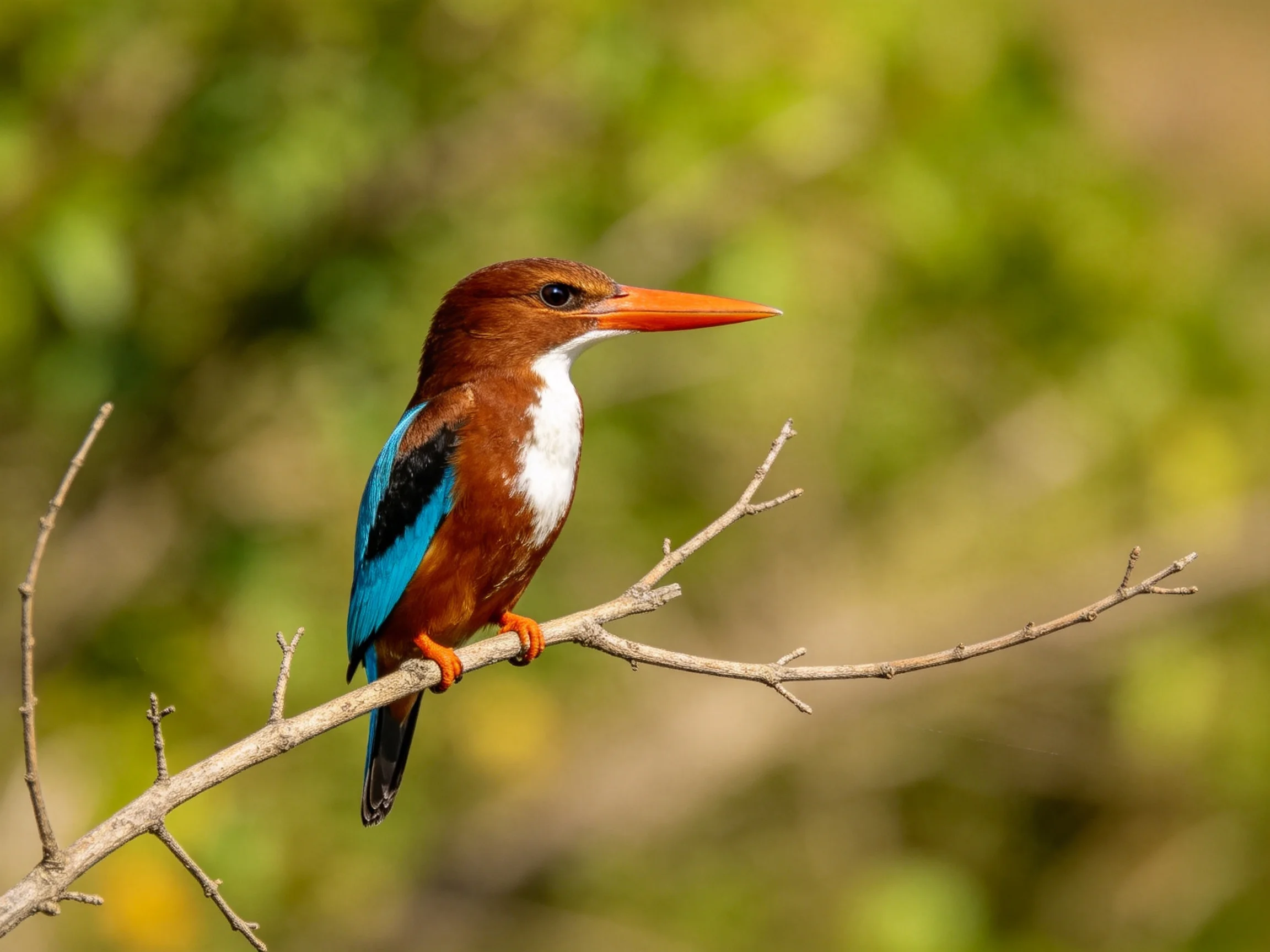 Colorful kingfisher with long orange beak on a thin branch